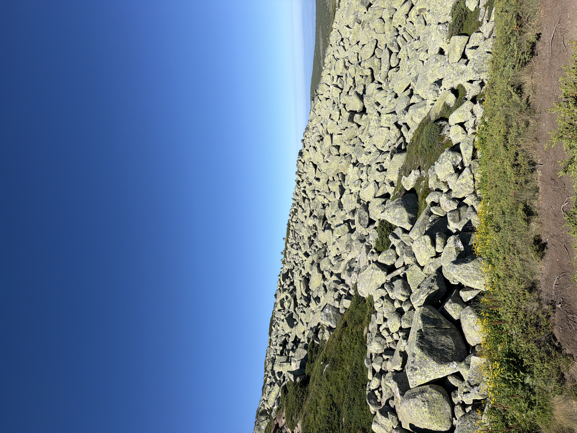 The image depicts a rocky, mountainous terrain with a clear blue sky. The foreground features a dense patch of green vegetation with scattered small yellow flowers, growing on a dirt path. Behind the vegetation, the ground is covered with numerous large, light-colored rocks, many of which appear mossy or lichen-covered. These rocks form a slope that rises towards the background, where a hazy, distant landscape is visible. The terrain is characteristic of an alpine environment. This scene is likely located in the Vitosha Mountain range near Bistritsa, Bulgaria, known for its rocky summits and alpine meadows. There are no people or animals visible in the image.