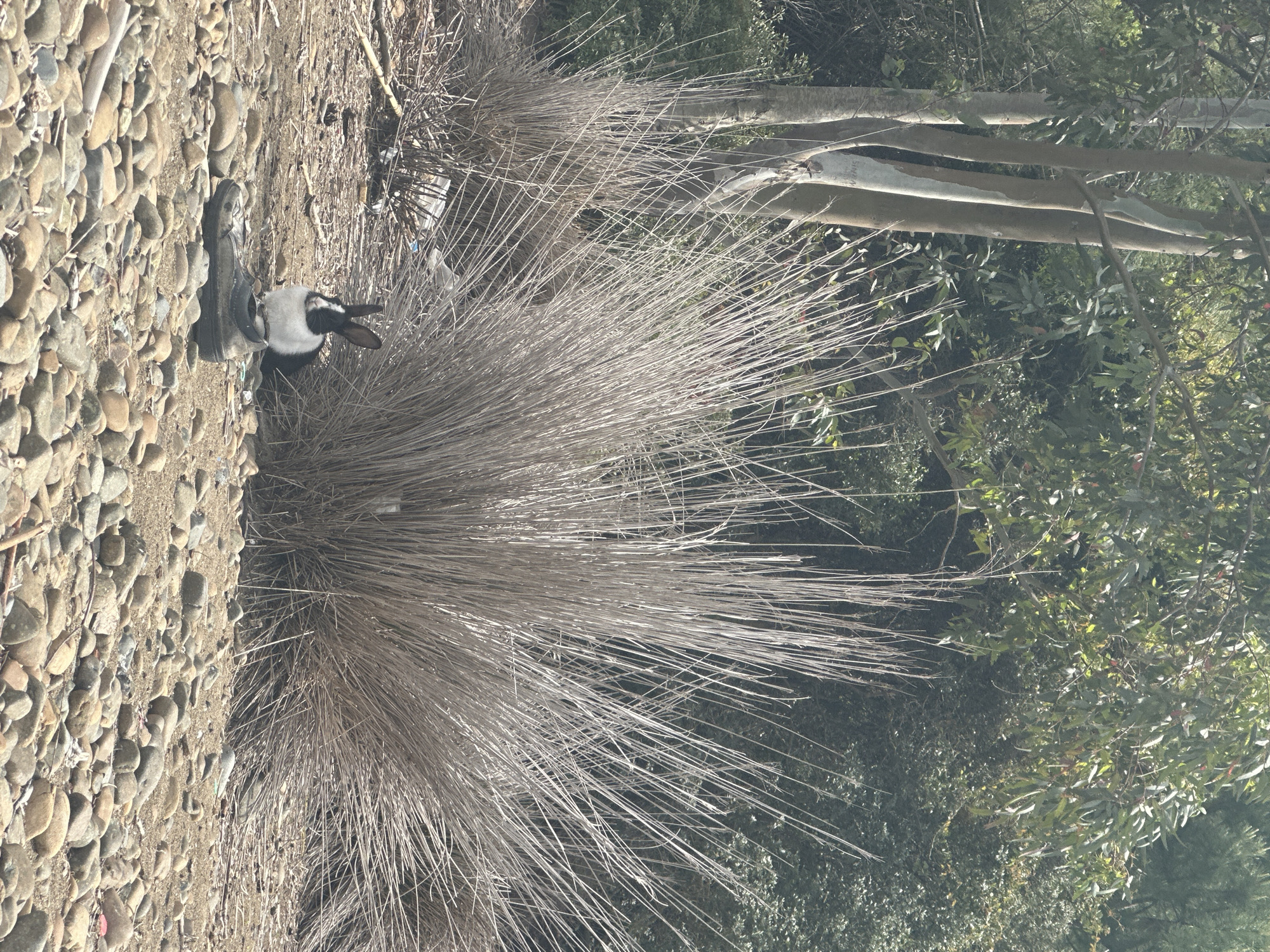 The image shows a black and white rabbit sitting beside a grey statue of the Virgin Mary on a pebble-covered ground near a large, dry, spiky grass bush. In the background, there are trees with green foliage. The location is Fethiye, Turkey.