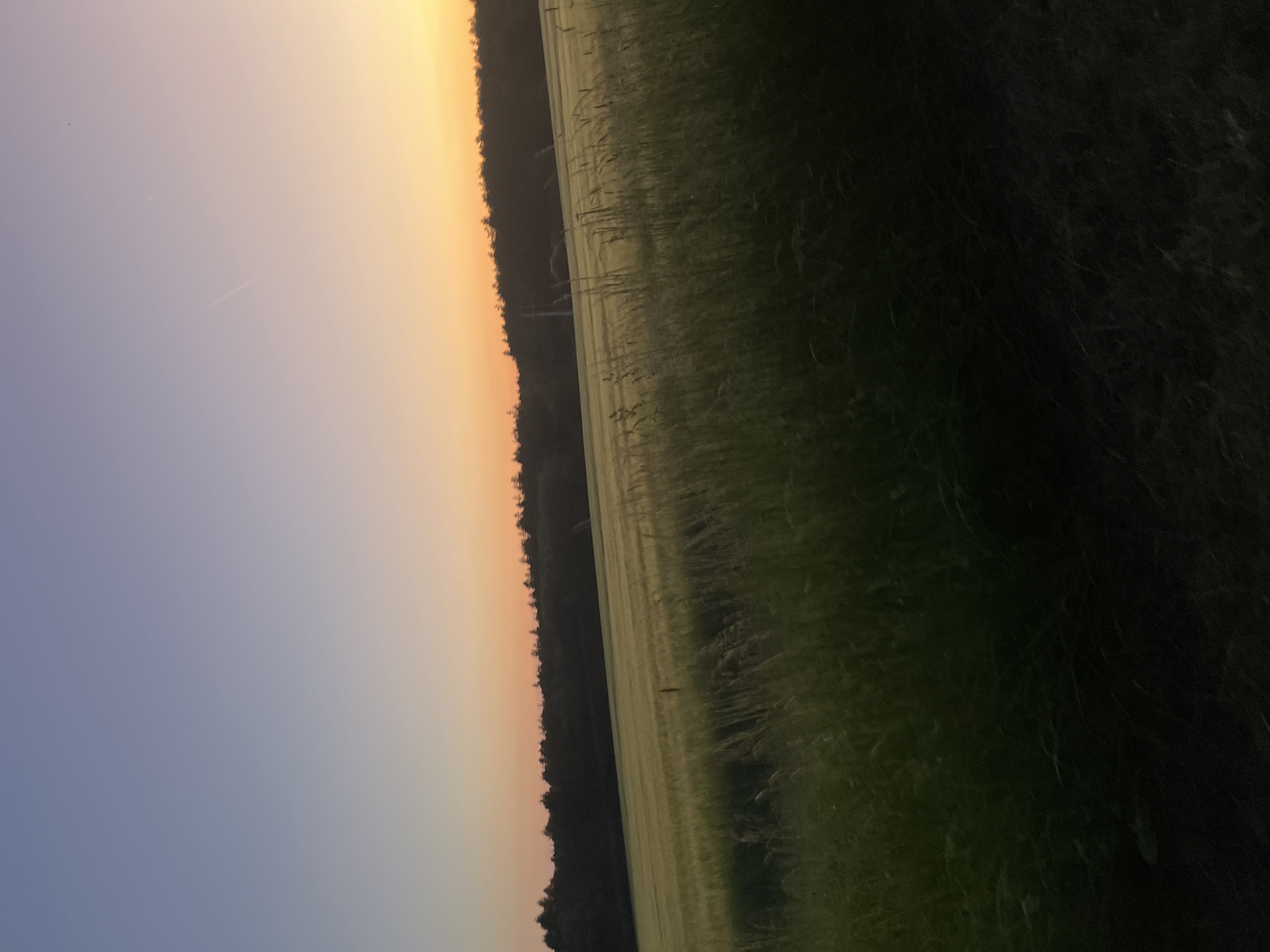 The image presents a landscape at either sunrise or sunset, characterized by a field of tall grass or grain occupying the foreground and stretching into the middle ground. A dense line of trees or a forest edge runs along the horizon, separating the field from the sky. The sky transitions in color from a soft blue in the lower section to a pale orange towards the top, indicating the presence of the sun. There's a contrail visible across the sky. The photo is slightly tilted. No specific city is discernible.