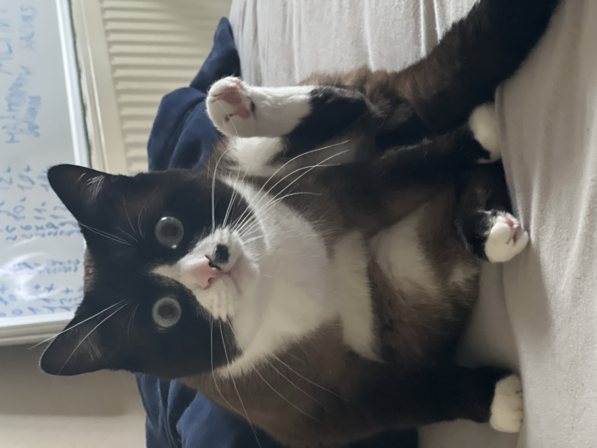 A medium shot shows a black and white cat sitting upright on a bed with a navy blue blanket behind it. The cat has large, wide blue eyes, a pink nose with a black spot, and white paws. Its front right paw is raised in the air, showing the pink pads of its toes. The background includes a white board with writing on it and a radiator. The location is not specified within the image.