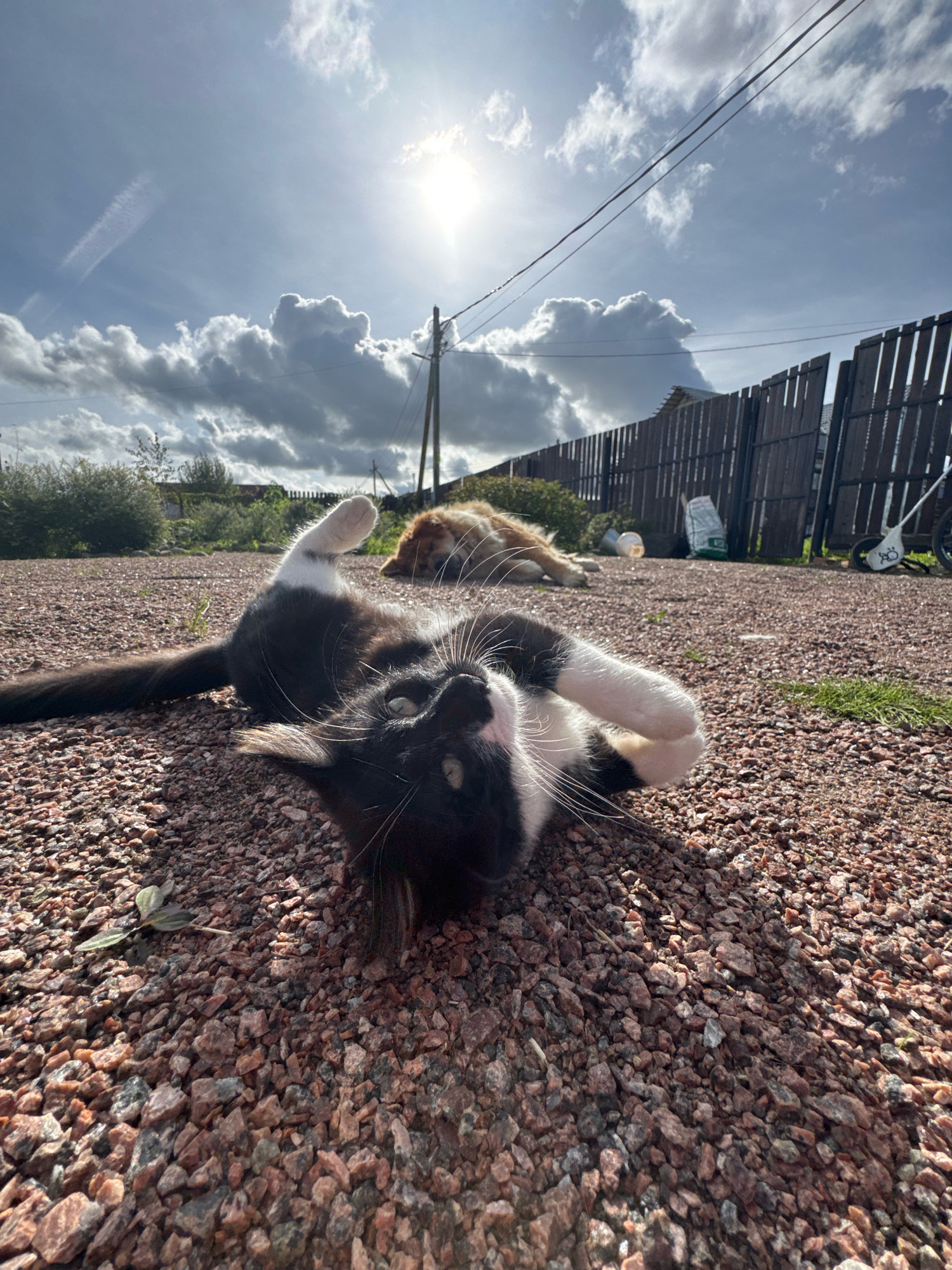 In Kempelevo, Russia, a black and white cat is seen lying on its back in a gravel yard. The cat has its front paws in the air and its tail extended to the left. Behind the cat, a tan and white dog is lying down. A wooden fence runs along the background, with a power pole and wires overhead. The sky is cloudy with the sun shining through. The overall scene depicts a casual outdoor setting with two pets.