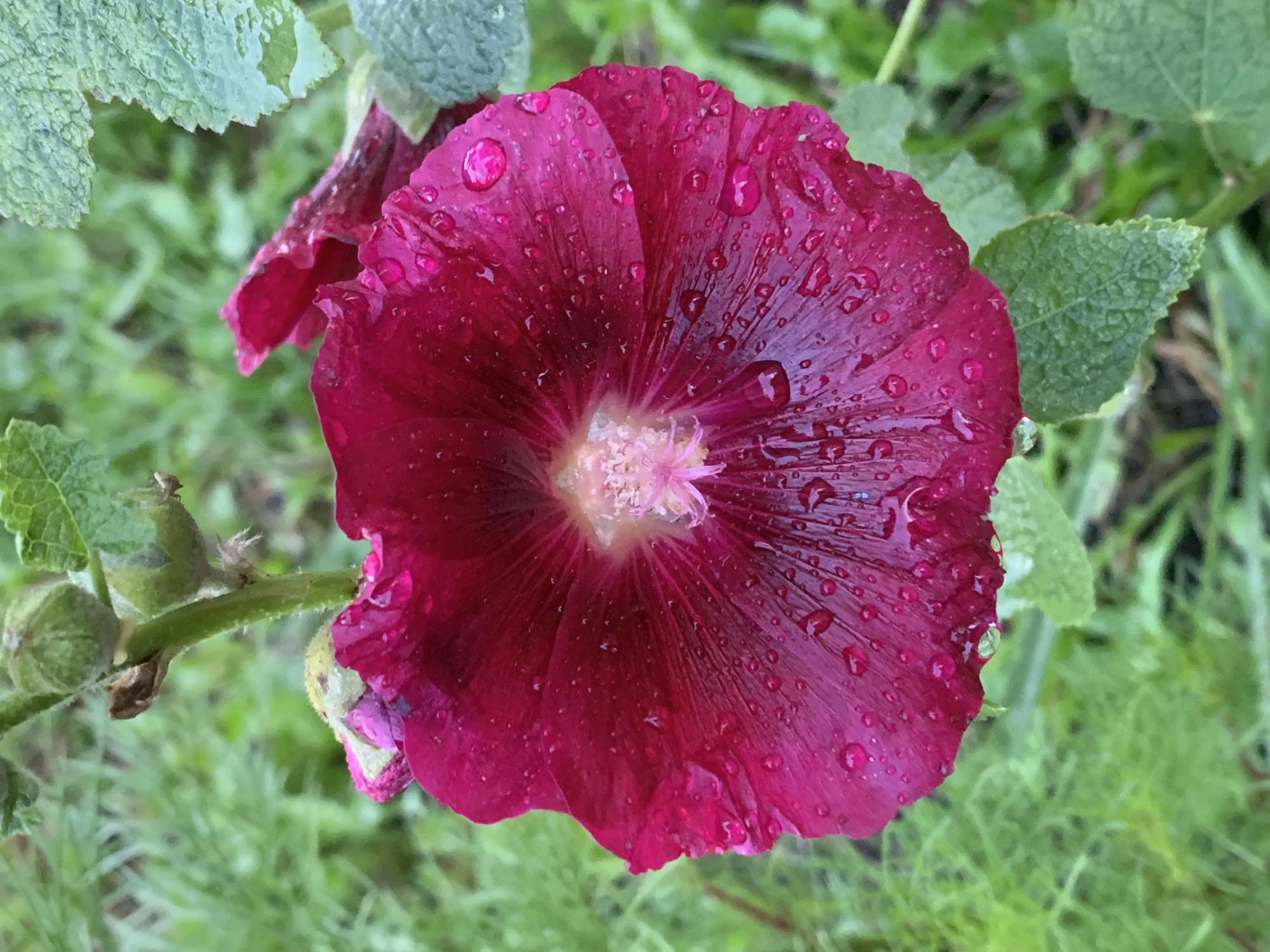 A close-up, eye-level, vertical shot shows a deep pink hollyhock flower in bloom, covered in water droplets, set against a blurred green background of foliage and grass. The flower's petals are crinkled and ruffled, with delicate veins radiating from the center. The center of the flower is a lighter pink with fine, white stamens. Droplets of water glisten on the petals, suggesting recent rain. A green stem with a closed bud is visible at the top left. The overall impression is one of natural beauty and freshness. The image was taken outdoors in Prokopyevsk, Russia.