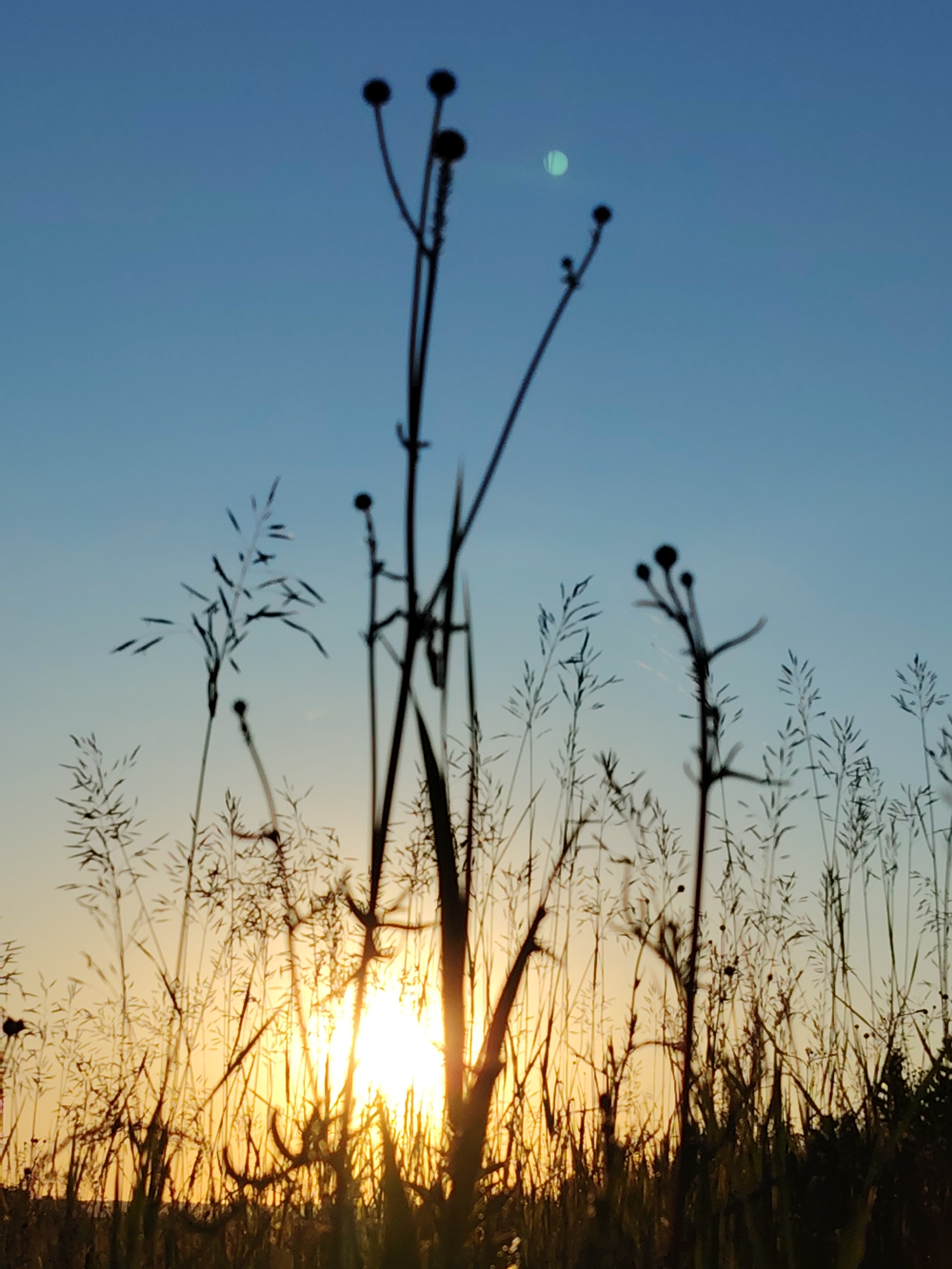 This is a photograph taken in Chaikovsky, Russia, during sunset. The image is dominated by silhouetted tall grasses and plants in the foreground, with the bright orange sun peeking through them. The sky transitions from a pale orange near the horizon to a clear blue higher up. A faint, circular lens flare is visible in the upper right quadrant of the sky. There are no people or animals visible in the frame. The scene is an outdoor natural environment, likely a field or meadow.