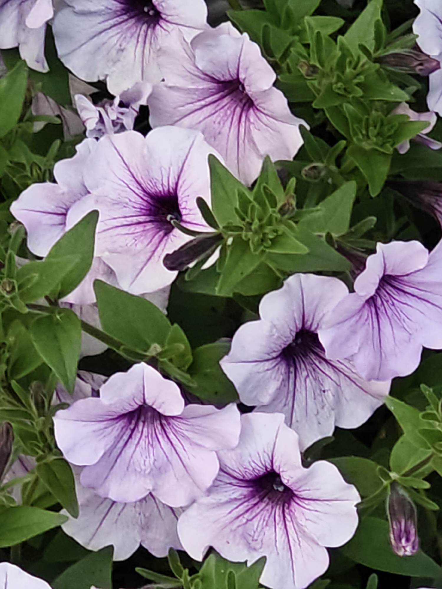 The image displays a close-up, overhead view of several light purple petunia flowers with dark purple veins radiating from their centers. The flowers are in various stages of bloom, with some fully open and others partially closed or budding. Lush green leaves surround the blossoms, creating a dense, naturalistic setting. The scene appears to be outdoors, likely in a garden or park. There are no people or animals visible in the frame, nor any man-made structures or distinct landmarks that would indicate a specific location within Shcherbinka, Russia. The lighting suggests it is daytime, with diffused light that highlights the delicate details of the petals and foliage.