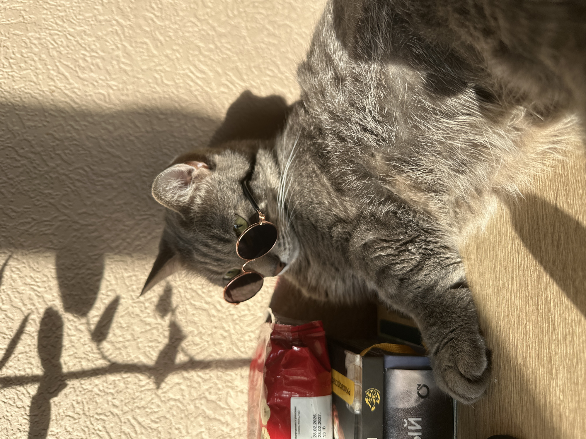 A grey cat is lying on a surface, possibly a shelf or table, near a textured wall. The cat is wearing round-framed sunglasses. Next to the cat are several objects, including a red package with white labeling. The text on the package is in Russian and includes the dates "28.02.2026" and "28.02.2027". Additionally, there are books with text in Russian as well. The scene is lit by sunlight, casting shadows on the wall. It is not possible to determine the location as the city of Krasnoyarsk, Russia based on the image contents.