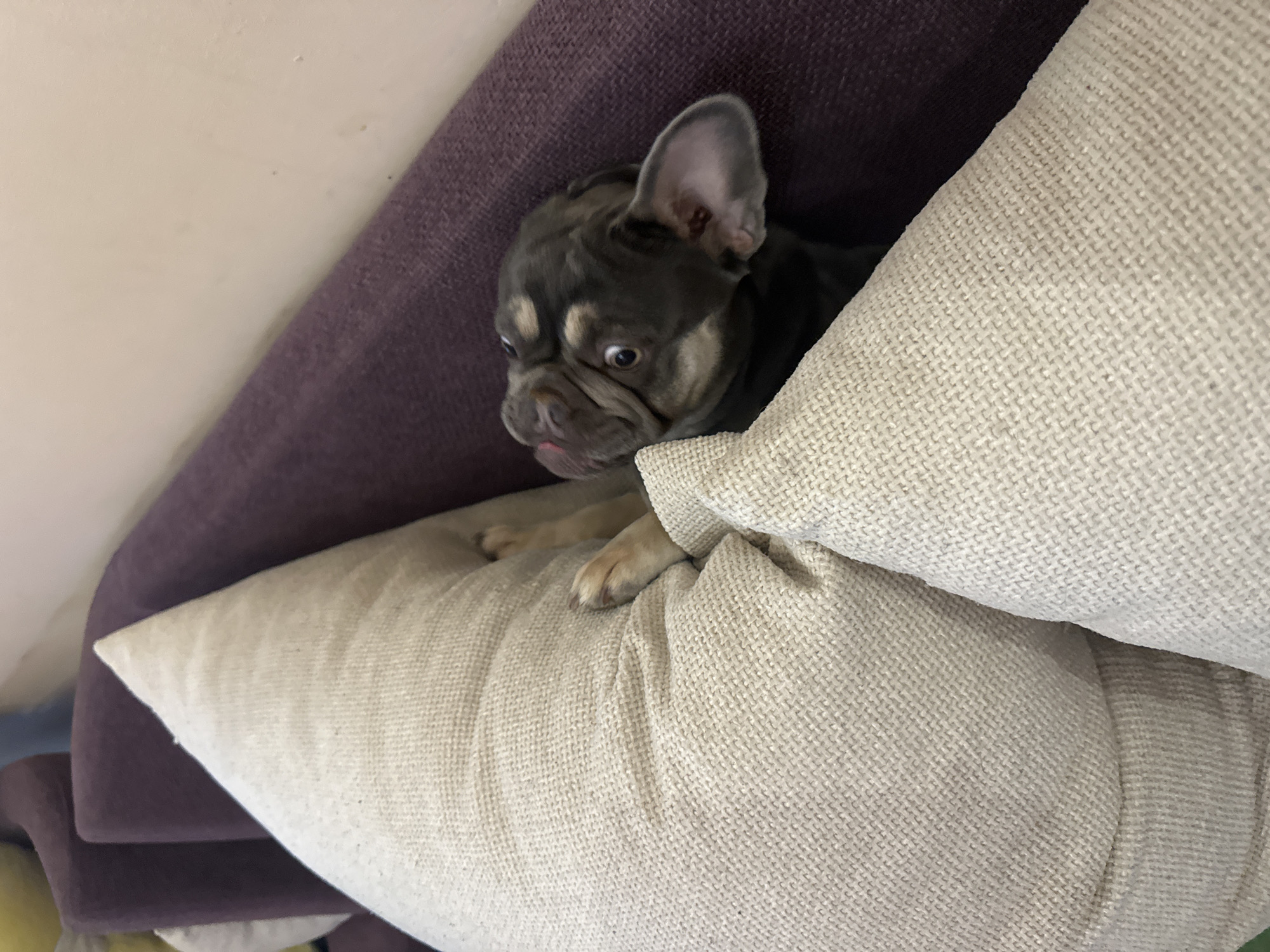 The image captures a close-up, high-angle view of a charming French Bulldog puppy peeking out from a nest of cushions. The puppy, primarily dark grey or charcoal with distinctive light tan markings above its eyes, on its muzzle, and around its chest, is the central subject. Its prominent, upright ears are visible, and its eyes are wide and focused to its left, giving it an alert or slightly mischievous expression. A small portion of its pink tongue is visible, slightly sticking out from its mouth.
The puppy is comfortably nestled between two large, light beige or off-white cushions, which exhibit a clear, coarse woven fabric texture. Behind these cushions, and partially enveloping the puppy, is a plush, deep purple cushion or blanket, adding a rich color contrast to the scene. In the upper left background, a plain, pale cream or off-white wall is visible. The setting appears to be indoors, suggesting a comfortable and cozy environment, possibly a sofa or bed. The lighting is soft and even, typical of an indoor setting, and the time of day is not explicitly indicated. There is no visible text in the image. The overall mood is one of comfort and endearing cuteness, highlighted by the puppy's expressive face.