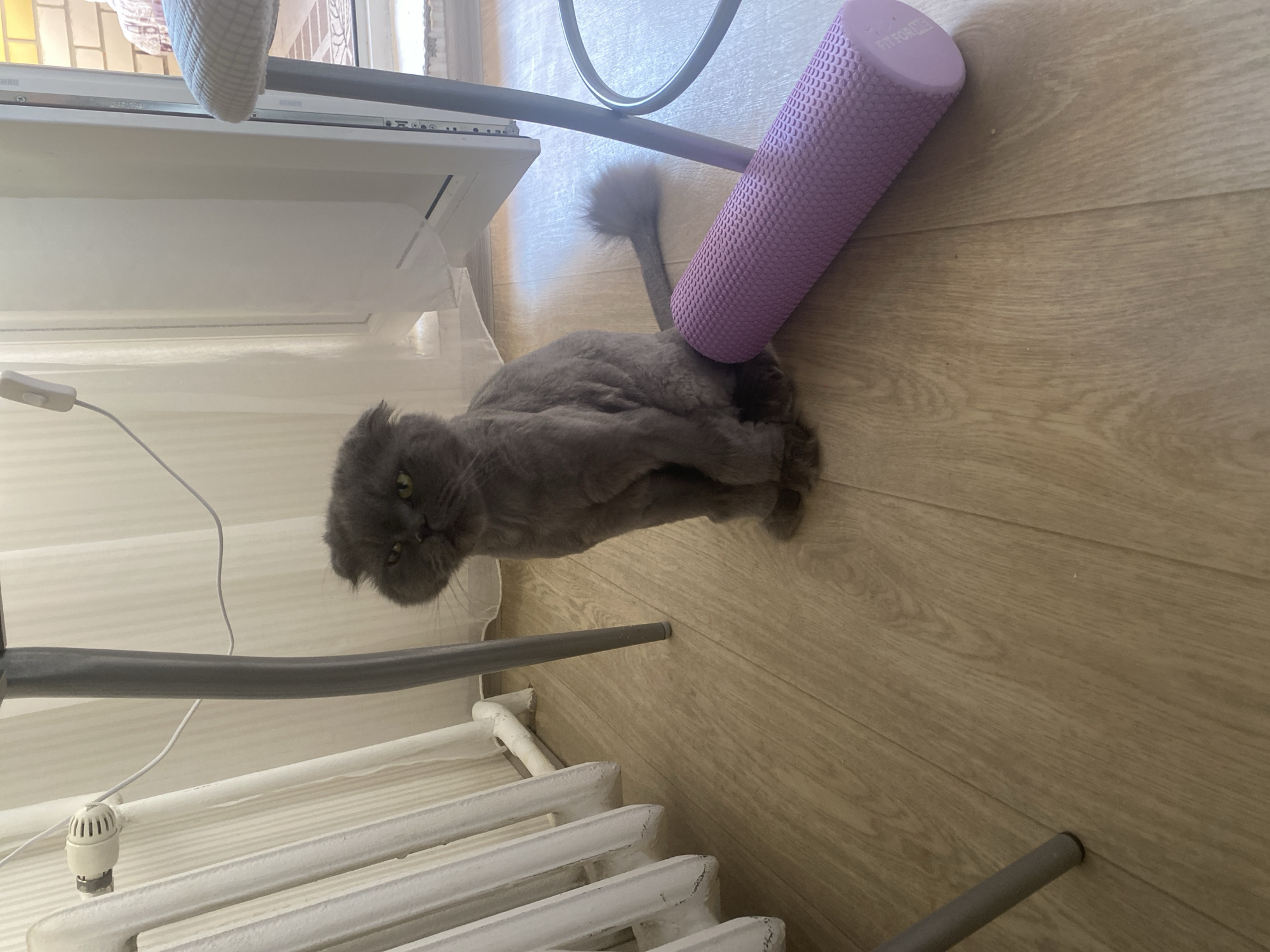 A gray cat with folded ears sits on a light wooden floor next to a purple foam roller. The cat is looking directly at the camera with a serious expression. Behind the cat is a white radiator and a gray table leg. To the right of the cat, a part of a white chair and a doorway can be seen. The room appears to be indoors.