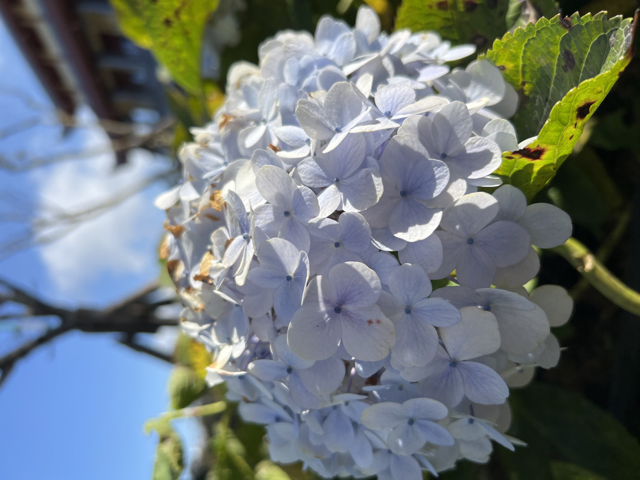 The image displays a large, rounded cluster of light blue and lavender hydrangea flowers, captured in the city of Unknown, Vietnam. Numerous individual florets, each with four petals, feature slightly darker purplish centers. Several florets at the top and right side of the cluster show signs of browning and desiccation. Green leaves, some exhibiting dark brown spots, surround the flowers, with a bright green stem visible at the base. The background, heavily out of focus, includes a clear blue sky with white clouds, a dark, bare tree silhouette in the upper left, and a blurred structure with a dark, reddish-brown tiled roof in the upper right. The scene is brightly illuminated by direct sunlight, casting distinct shadows. No individuals, actions, or interactions are present.