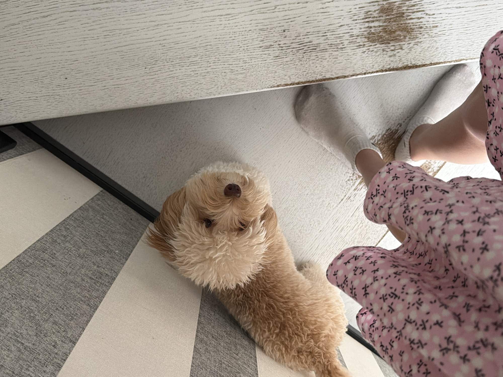 The image shows a light-colored, fluffy dog lying on a striped rug near a wooden surface, possibly a table or shelf. The dog is facing upwards, looking towards the camera. A person's legs, wearing white socks and a pink floral-patterned dress, are visible on the right side of the image, suggesting the person is sitting or kneeling near the dog. The setting appears to be indoors, with a wooden floor and a rug. The lighting suggests it could be daytime, possibly in the morning or afternoon, as there are no strong shadows. The overall mood seems relaxed and domestic. There is no visible text in the image.