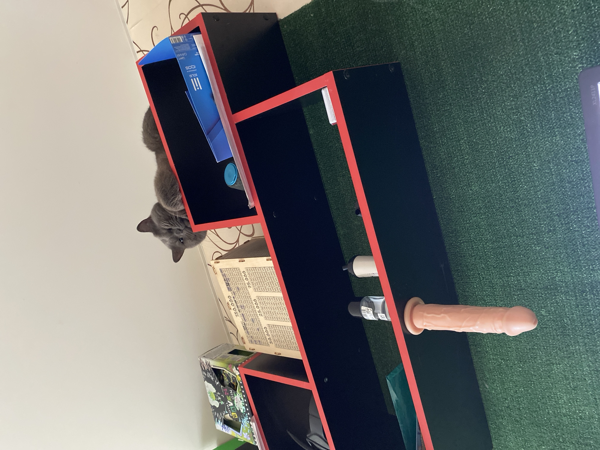 A gray cat peers from the top shelf of a black and red bookcase. The bookcase contains various objects including a blue box, a white box, a green bottle, and a flesh-colored sex toy. The background includes a white wall with a swirl pattern, a green surface, and other objects. The location is not discernible from the image.