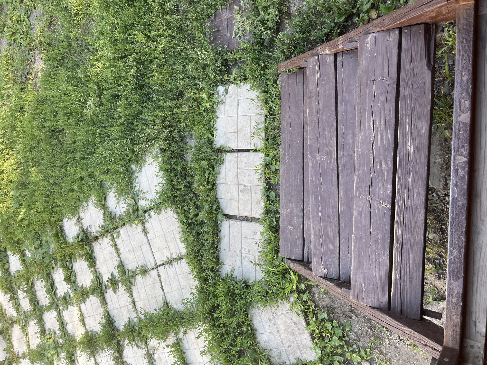 The image shows a set of dark wooden stairs leading down towards a path of light-colored square tiles, which are partially overgrown with grass and weeds. The path itself appears to be laid out in a grid pattern, with some tiles missing or cracked, and grass growing through the gaps. To the right of the tiled path, there is an area of dense, green grass. The overall scene suggests an outdoor setting, possibly a garden or yard, with a slight sense of neglect due to the overgrowth. There are no people or animals visible in the image. The lighting suggests it is daytime, with sunlight casting shadows on the stairs and illuminating the grass. This scene is not specifically identifiable as being in Saratov, Russia, as there are no distinctive landmarks or cultural elements present to indicate a specific location.