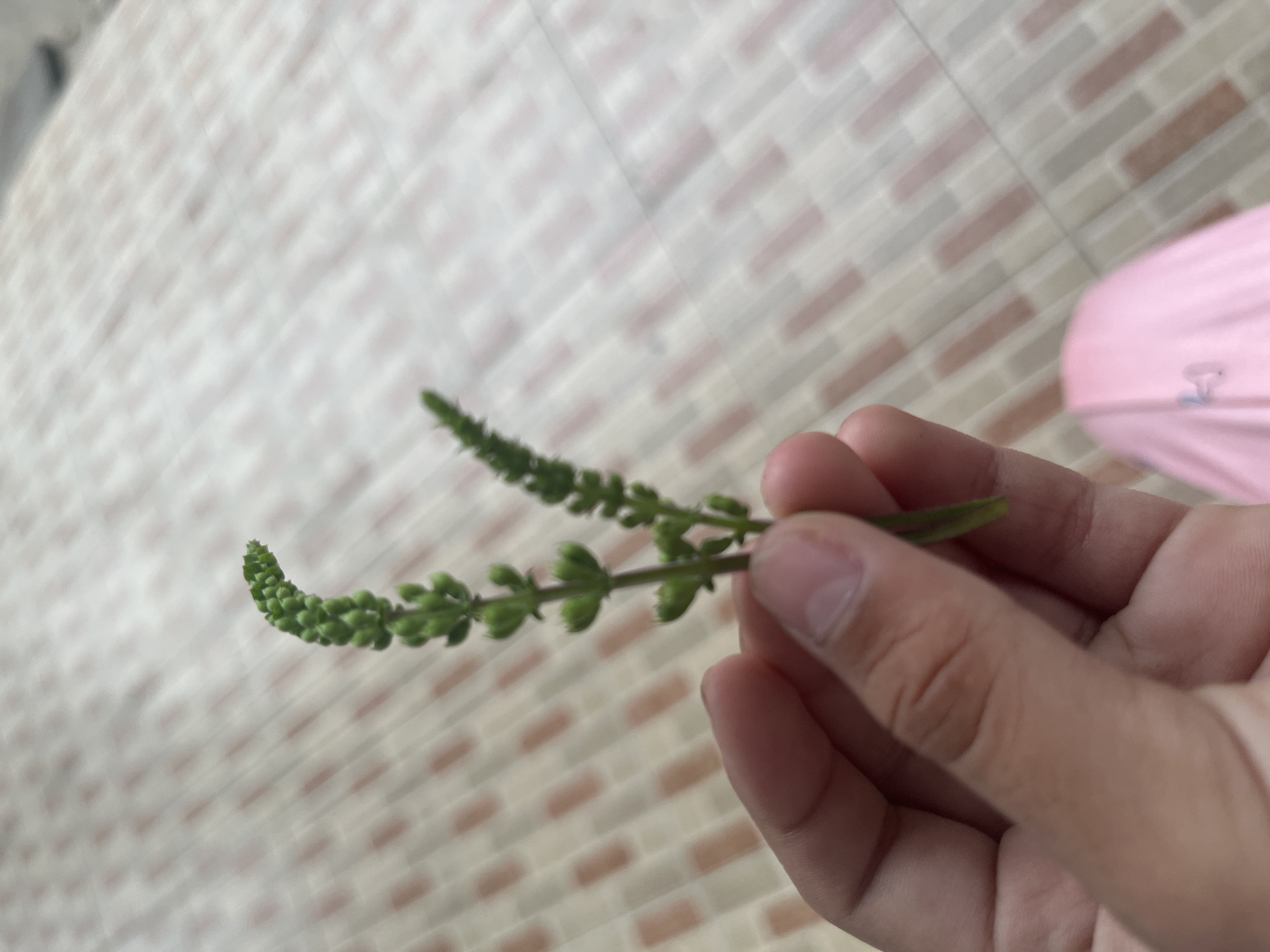 A hand in Meliau Hulu, Indonesia, holds two green stalks with small, bud-like structures. The background consists of a tiled floor with a pattern of light and dark rectangular tiles. A blurry pink object is visible in the lower right corner.