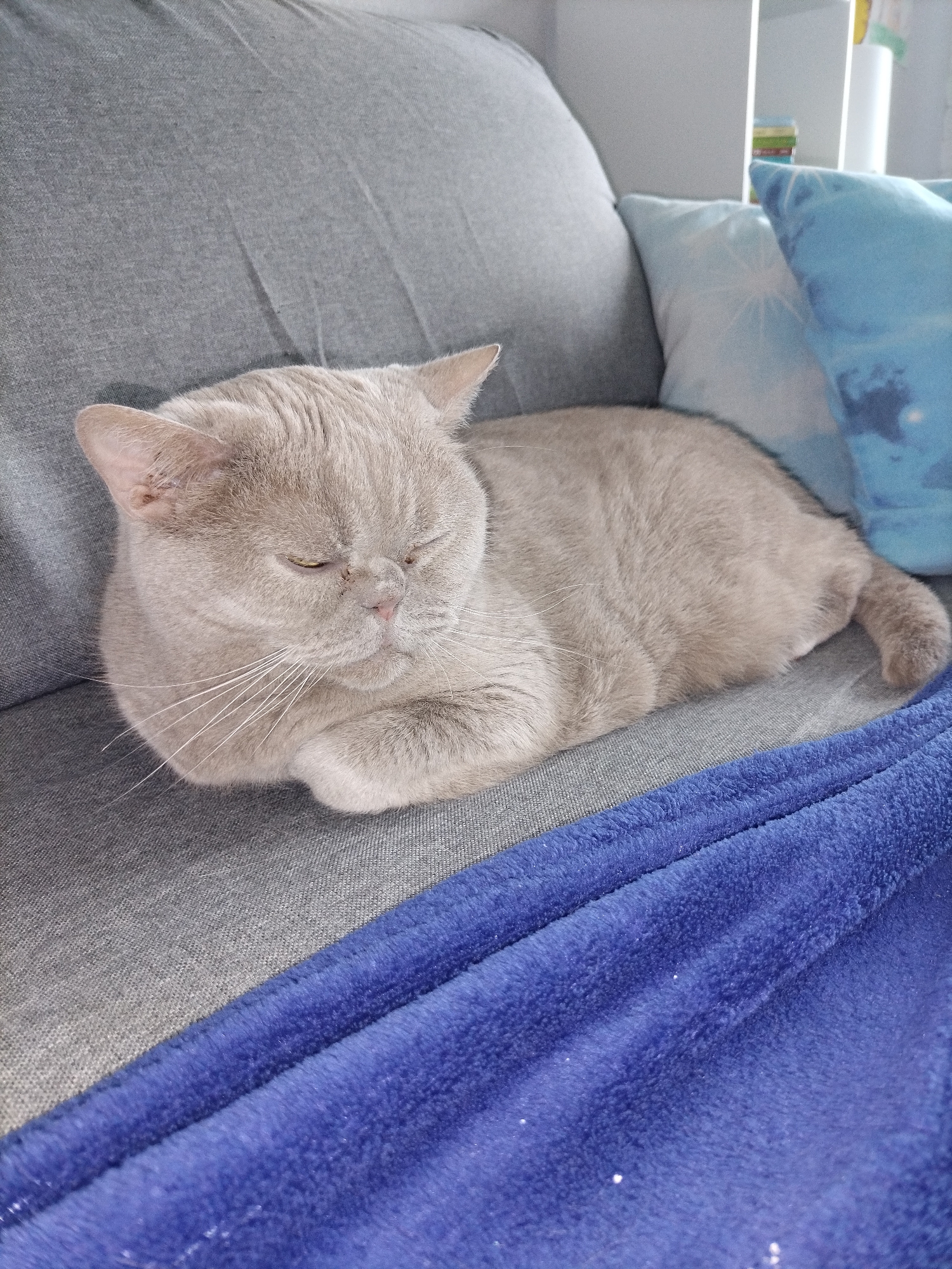 A British Shorthair cat with light gray fur is sleeping on a gray couch. The cat is curled up with its eyes closed and its paws tucked underneath its body. A blue fuzzy blanket is draped over the couch in front of the cat. In the background, there are two light blue pillows on the couch and a white shelf unit. The image is taken from a slightly high angle.