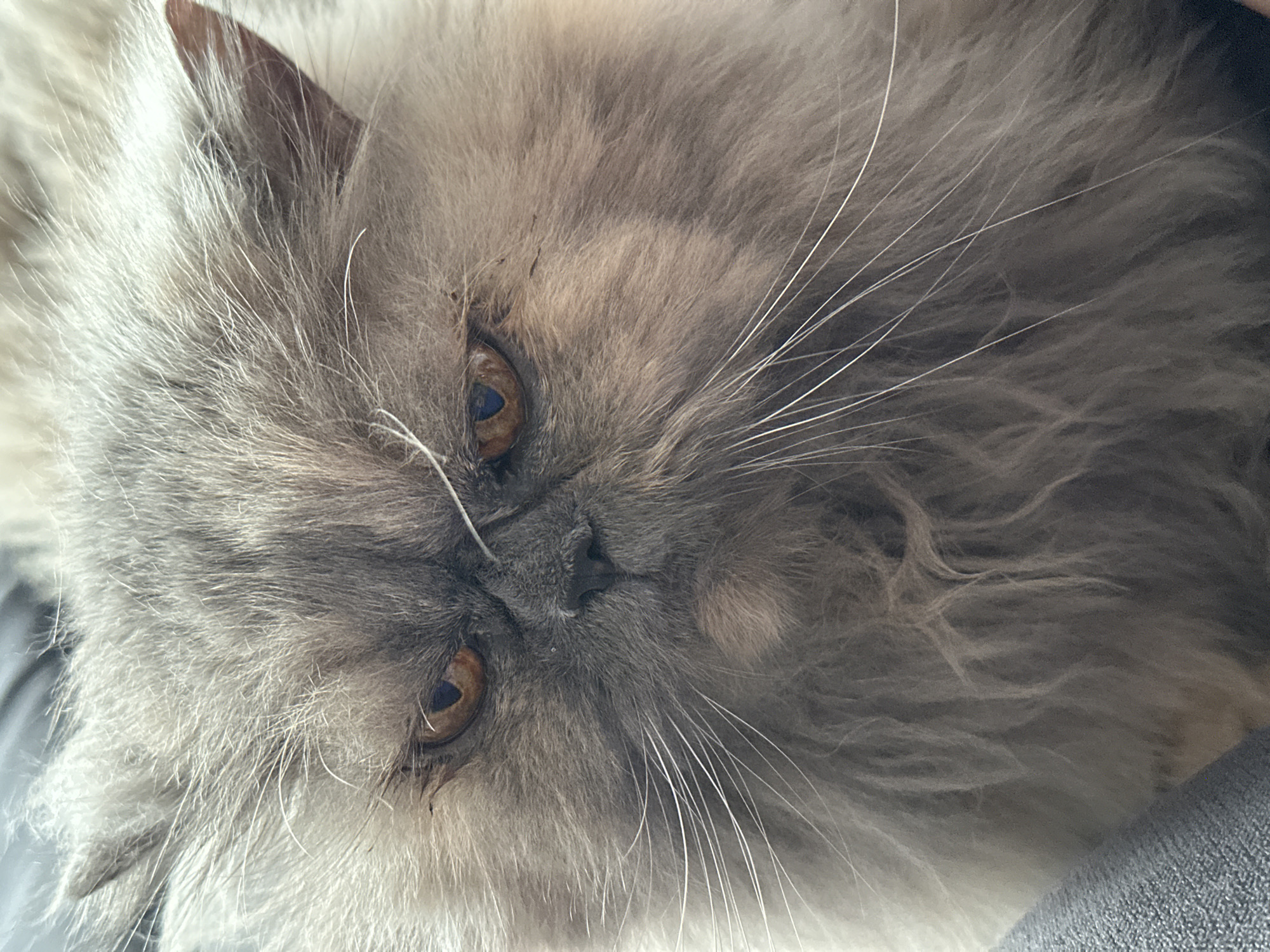 Close-up of a gray Persian cat with amber eyes, light-colored fur, and long white whiskers. The cat's head is tilted, and its expression is relaxed. The background is blurred and neutral in tone. The image does not contain any information related to Chaikovsky, Russia, or any specific location, people, actions, or interactions.