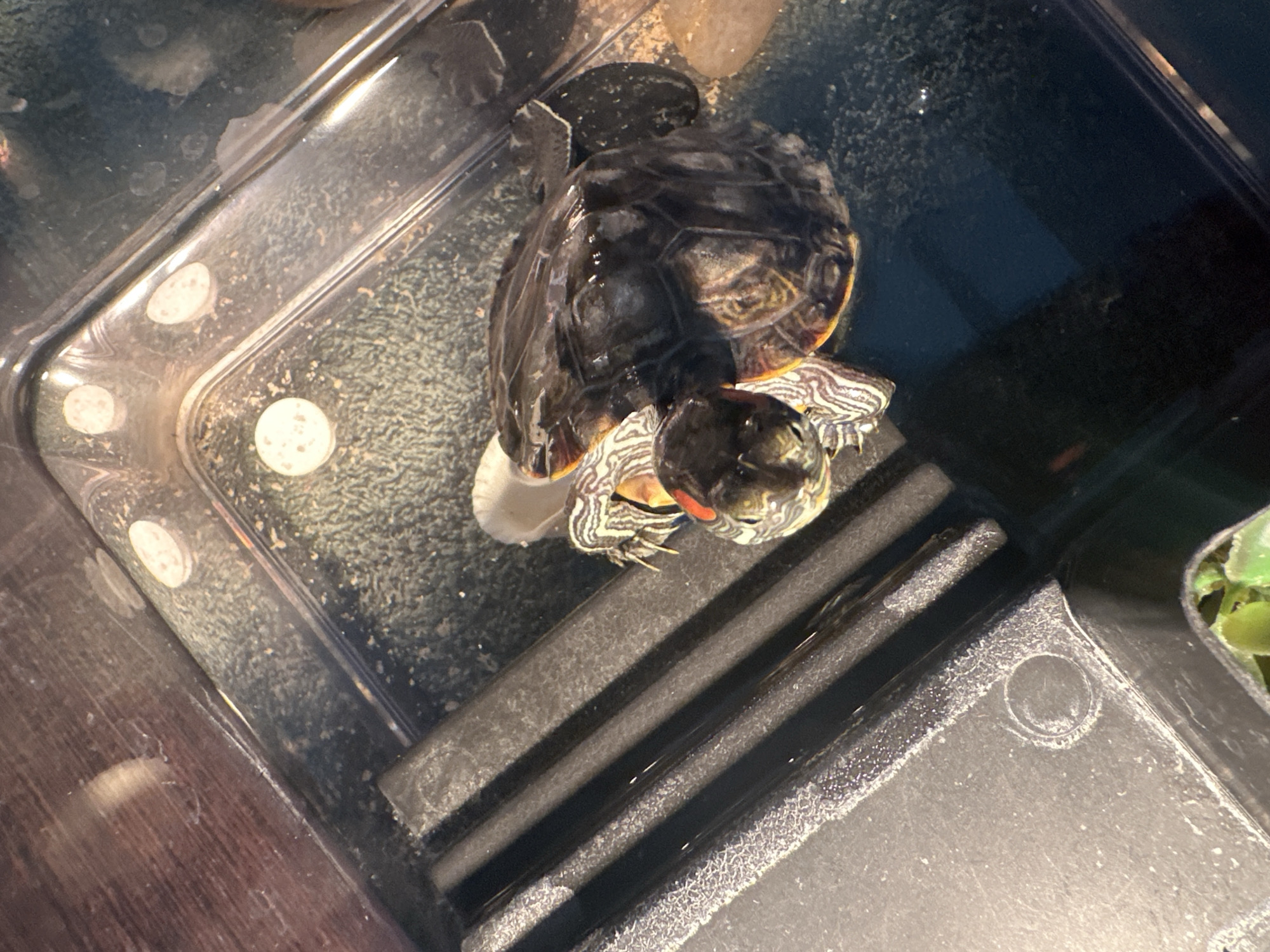 The image shows a red-eared slider turtle in a clear plastic tank. The turtle, a juvenile, is partially submerged in water and resting on a black plastic ramp. Its shell is dark and appears wet, reflecting the light. The turtle's head is visible, with distinctive red markings behind its eyes and green stripes on its neck. Its limbs are also visible, with claws extended.
The tank has a textured bottom and several small, circular white objects scattered on the surface, possibly food or decorative elements. The sides of the tank are clear, allowing a view of the water and the turtle. The background is dark and out of focus, with some hints of what might be sand or gravel at the bottom. The lighting suggests an indoor setting, possibly a pet store or a home aquarium. There are no people visible in the image. The overall impression is one of a close-up shot of a pet turtle in its habitat, focusing on the animal itself and its immediate surroundings. The image is well-lit, highlighting the details of the turtle's shell and markings.