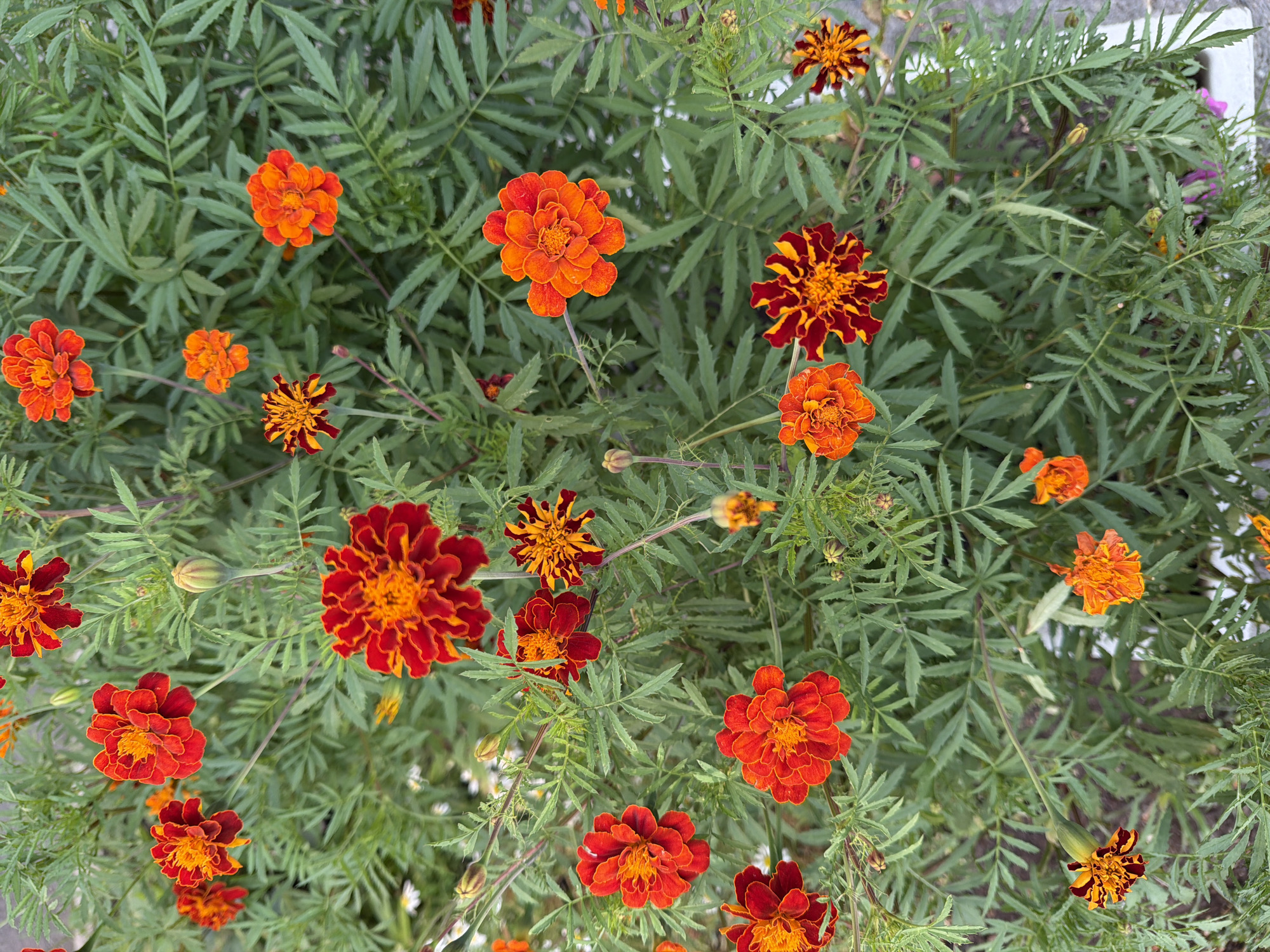 This is a close-up, eye-level, vertical shot of a dense cluster of bright orange and red marigold flowers, with some buds and green foliage. The flowers are in various stages of bloom, with some fully open and others still developing. The petals are ruffled and layered, with variations in color from deep red to vibrant orange, and some with darker red streaks. The leaves are a vibrant green and feathery in texture. The background consists of more foliage, with hints of lighter green and some out-of-focus areas. There are no people or animals visible in the image. The lighting suggests it is daytime, with the sun illuminating the flowers from above. The scene appears to be an outdoor garden setting, possibly in a park or residential area. There is no identifiable urban landscape or specific landmarks to suggest a location in Yekaterinburg, Russia.