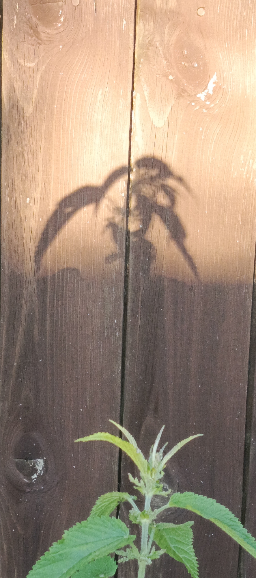 The image shows a close-up, eye-level view of a wooden fence in Merchalovo, Russia. The fence is made of vertical planks, with the left side illuminated by sunlight and the right side in shadow. A shadow of a plant, likely nettle given the visible leaves at the bottom of the frame, is cast on the upper, sunlit portion of the fence. The plant at the bottom of the frame is in focus, displaying green leaves with serrated edges and a central stem with smaller leaves and buds at the top. The wooden planks exhibit wood grain patterns and some surface imperfections.
