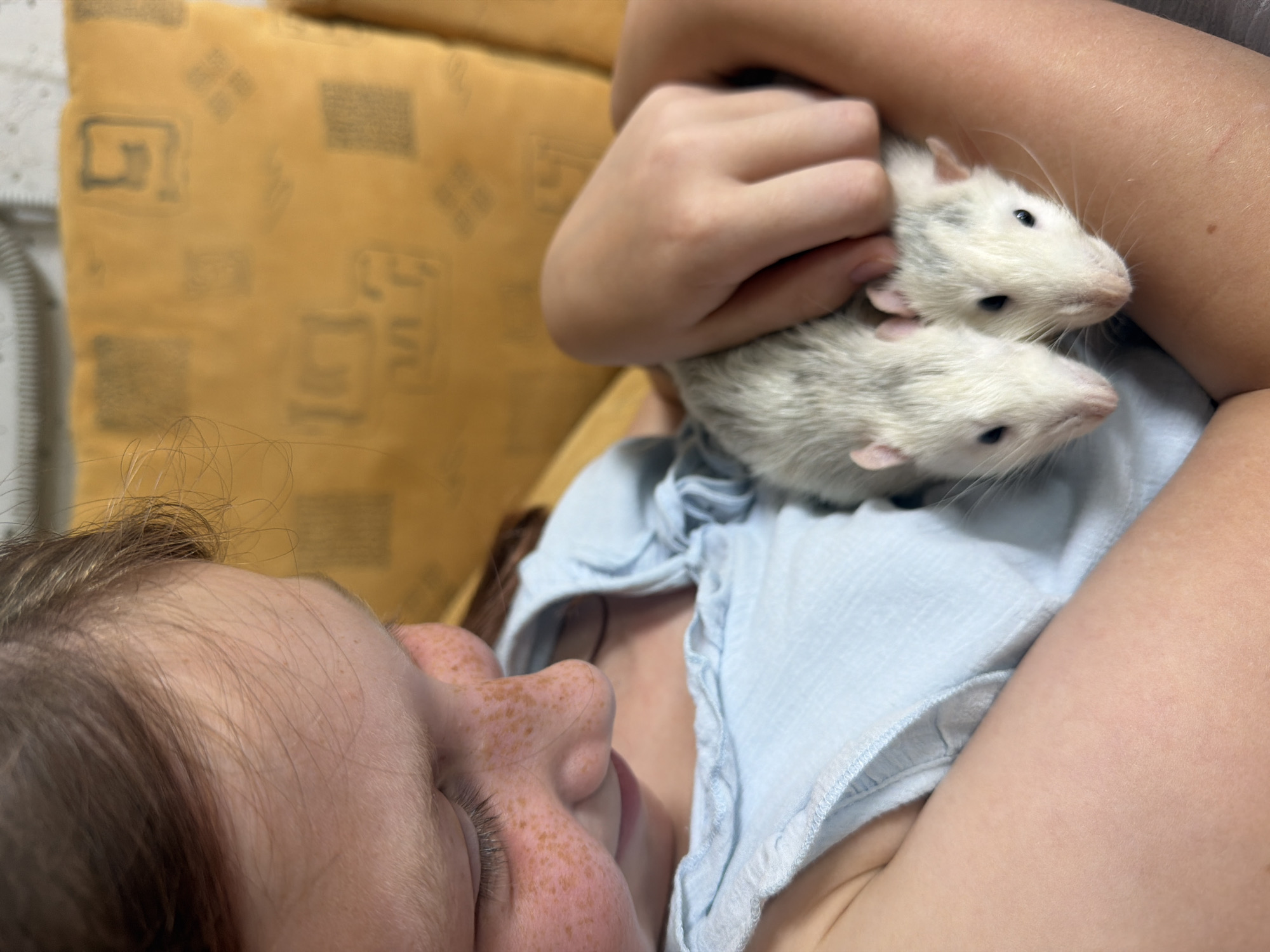 In Dubovaya, Russia, a young girl with brown hair and freckles is holding two white rats in her arms. She is wearing a light blue top with ruffles. The rats are nestled against her chest. In the background, a yellow textured pillow is visible on a couch. The lighting is natural and appears to be indoors.