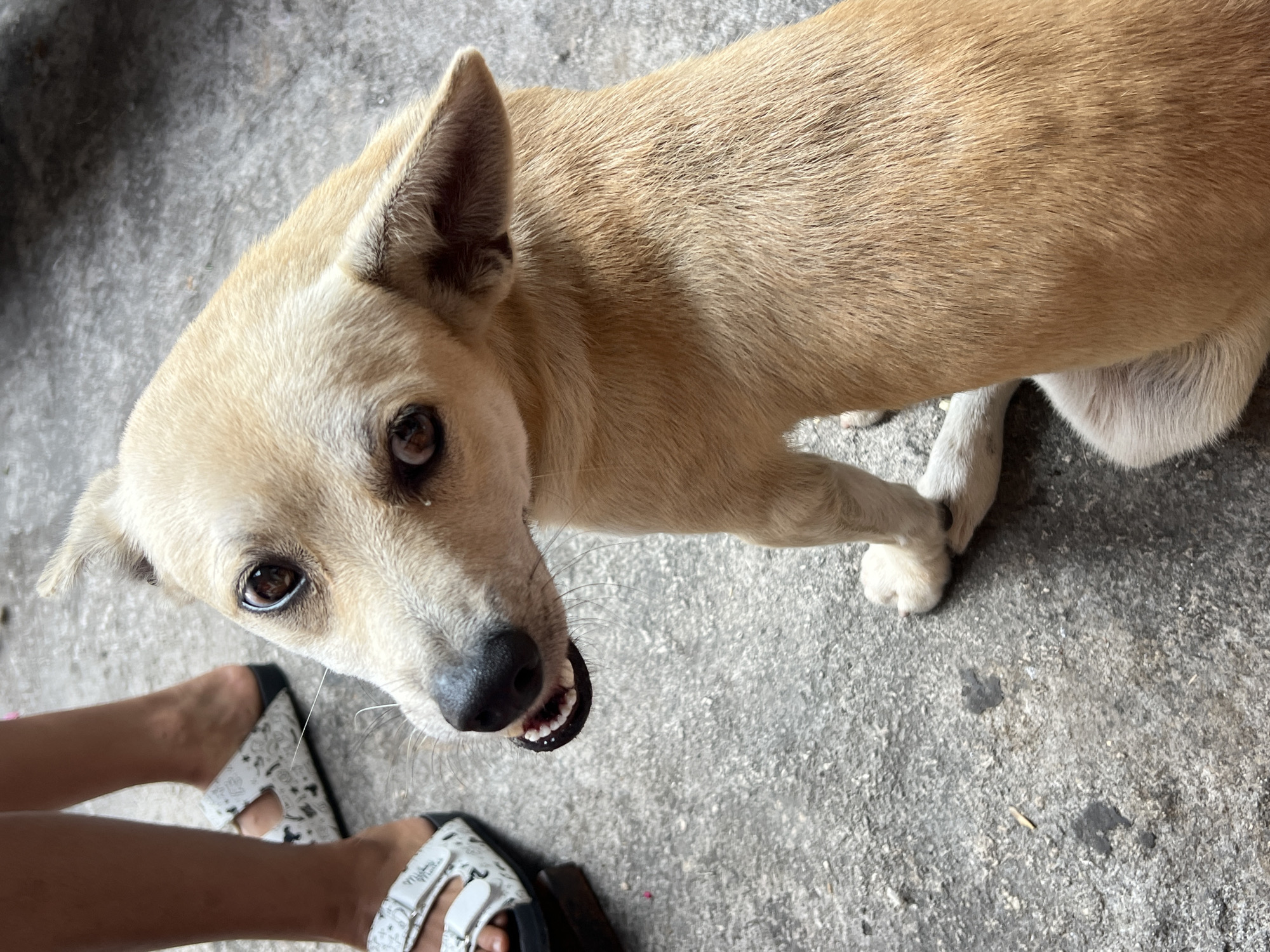 A light brown dog with dark eyes and floppy ears sits on a concrete surface, looking up and to the left, with its mouth slightly open, revealing its teeth. The dog's fur is short and smooth. To the left of the dog, the lower legs and feet of two individuals wearing white sandals are visible. The environment appears to be an outdoor setting, possibly a street or courtyard in Denpasar, Indonesia, characterized by the rough concrete ground.