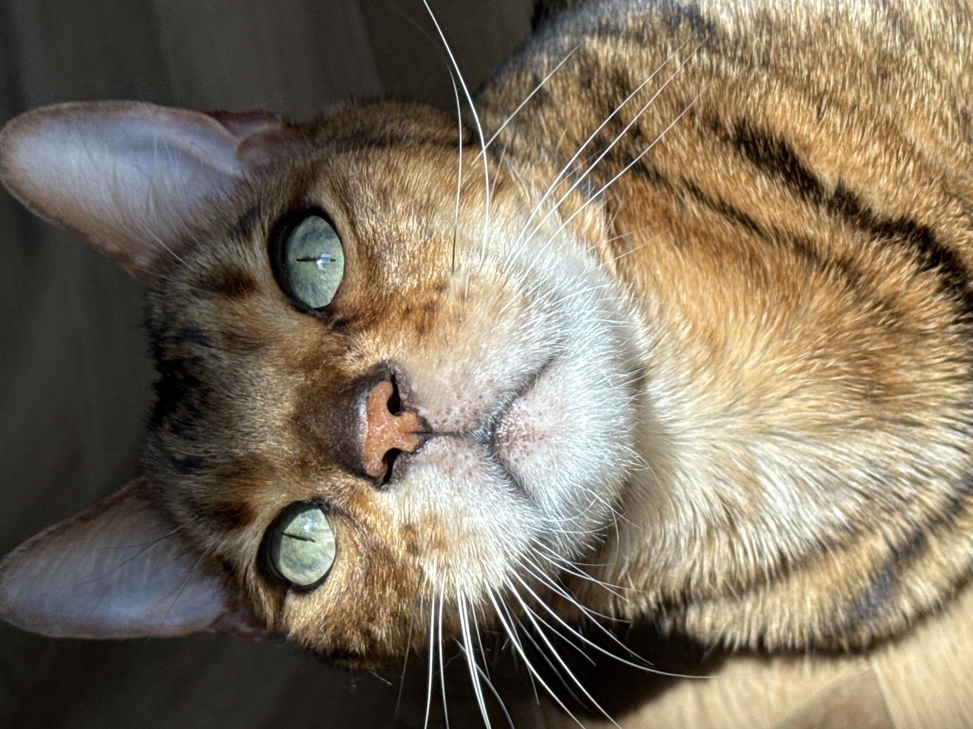 A close-up, head-on shot of a Bengal cat's face is presented. The cat has striking green eyes with vertical pupils, and its fur displays the characteristic brown and black marbled pattern of the breed. Prominent white whiskers extend outwards from its muzzle. The background is dark and out of focus, with a hint of light on the left side, suggesting a window or light source. The cat's nose is a speckled pinkish-brown. The overall lighting creates a dramatic effect, highlighting the cat's facial features.