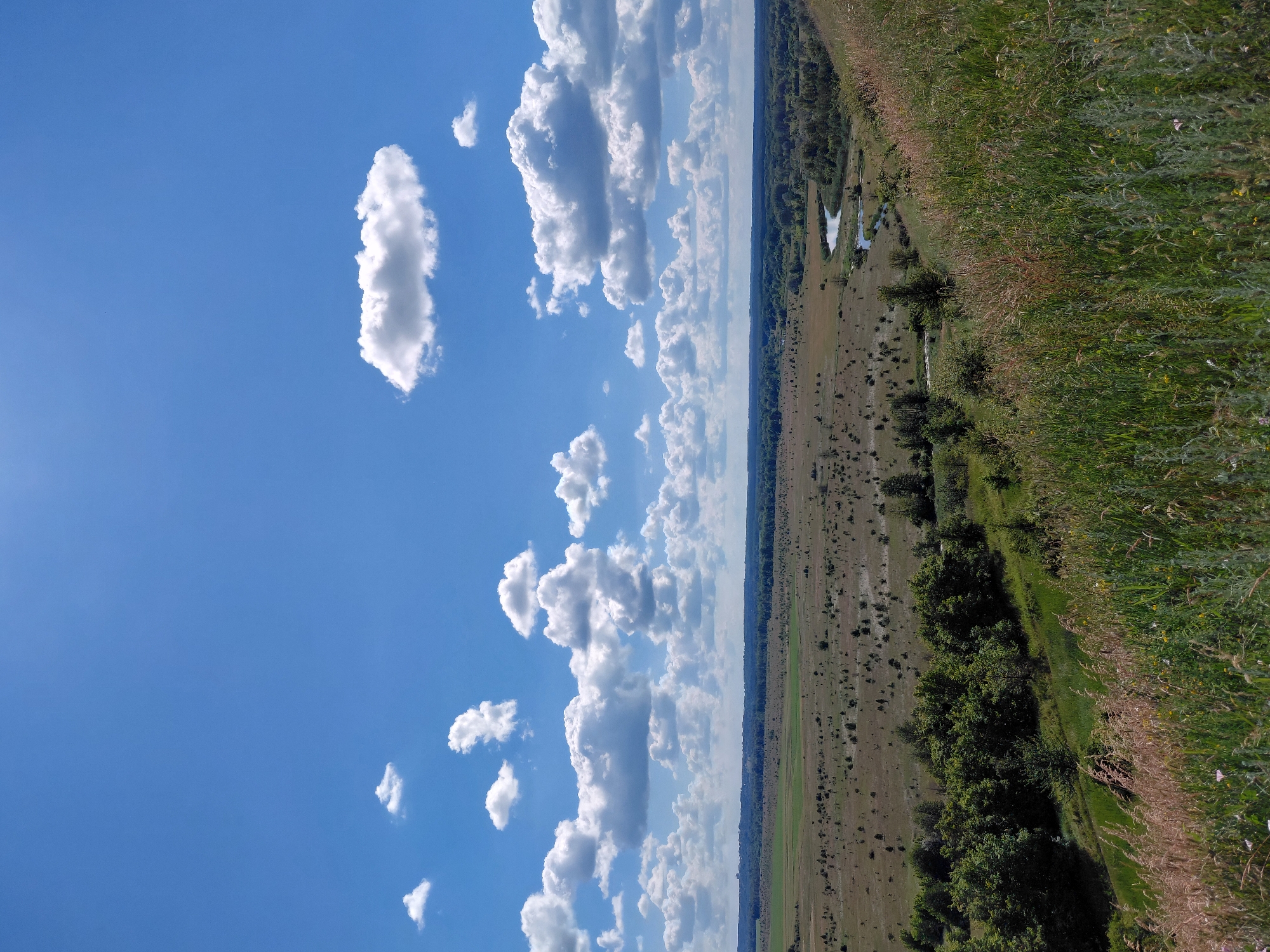 The image shows a wide-angle view of a natural landscape under a bright blue sky dotted with fluffy white clouds. In the foreground, tall grasses and wildflowers are in sharp focus, with a gentle slope leading down into the middle ground. The middle ground reveals a vast, dry-looking plain dotted with sparse, low-lying vegetation and occasional clusters of trees. A winding river snakes its way through the plain, bordered by a dense line of green trees on the right side of the frame. In the distance, a faint line of trees marks the horizon, and a subtle hint of buildings or structures can be seen on the far left. The overall impression is one of a rural or undeveloped area bathed in sunlight, likely during the day. The location is not specified beyond "Unknown, Unknown."