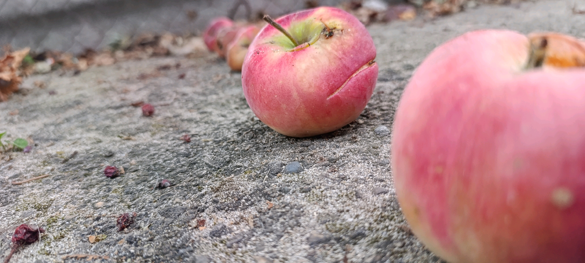 The image shows several red and pink apples, some intact and some appearing dried or bruised, lying on a gray, rough, concrete-like surface. The surface is scattered with small pebbles and some dried leaves and debris. In the background, a chain-link fence is visible, blurred by the shallow depth of field. The focus is on the apples, with the closest one in the foreground being a bright red and pink, showing a cut or dent on its surface. A few more apples are visible in the mid-ground, receding in size and out of focus. The overall impression is of fallen fruit in an outdoor, possibly urban or suburban, setting. The location is stated to be Zaliznyi, Russia, though this context is not visually discernible from the image itself. There are no people or animals present in the image.
