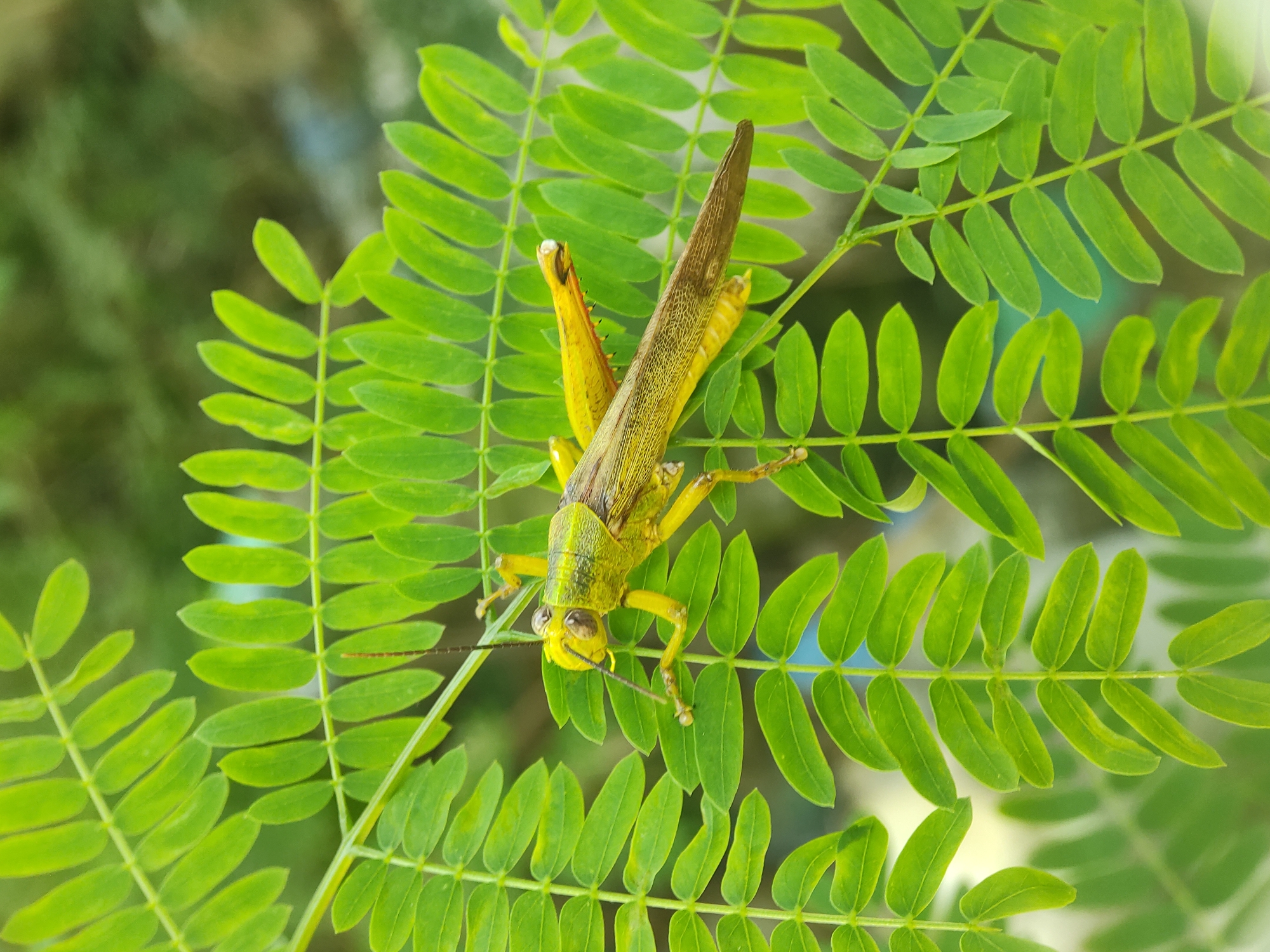A grasshopper is sitting on a branch of leaves. The grasshopper is yellow and brown, and it is facing the camera. The leaves are green and have a fern-like appearance. The background is blurry, but it appears to be a natural setting, likely taken outdoors. The image was taken in Lhokseumawe, Indonesia.