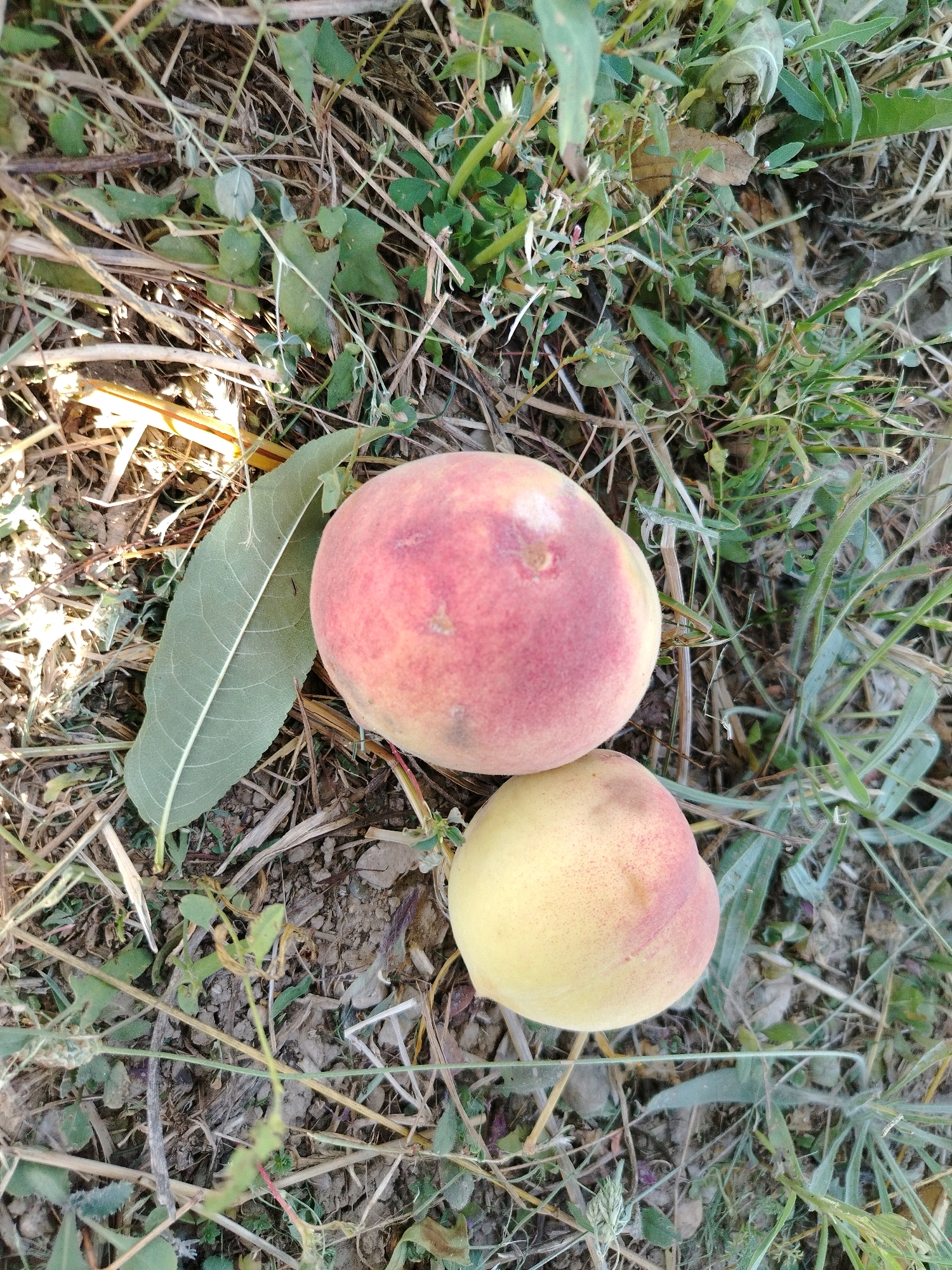 Two ripe peaches lie on the ground amongst dry grass, soil, and sparse green vegetation. One peach is larger and shows a prominent blush of red and pink over a yellow base. The second peach, situated below and to the right, is smaller and predominantly yellow with subtle reddish speckles. A single, elongated green leaf with prominent veins rests to the left of the larger peach. The scene is lit by sunlight, casting shadows and highlighting the textures of the fruits and the ground cover. The location is identified as Navobad, Tajikistan.