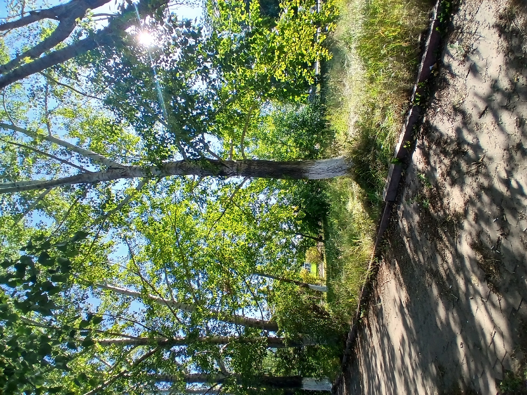The image captures a sun-dappled pathway next to a grassy area with trees and foliage. The pathway appears to be made of interlocking pavers and is partly covered in shadows cast by the overhead tree canopy. A low border, possibly made of brick or concrete, separates the pathway from the untamed grassy embankment, which is dotted with dry grass and some greenery. Several trees with white-painted lower trunks stand in the background, their leaves illuminated by the sunlight filtering through. The sky is visible through the branches, suggesting a clear day. The scene evokes a sense of a park or a less maintained urban green space. The overall impression is one of natural light and outdoor tranquility within a city.
