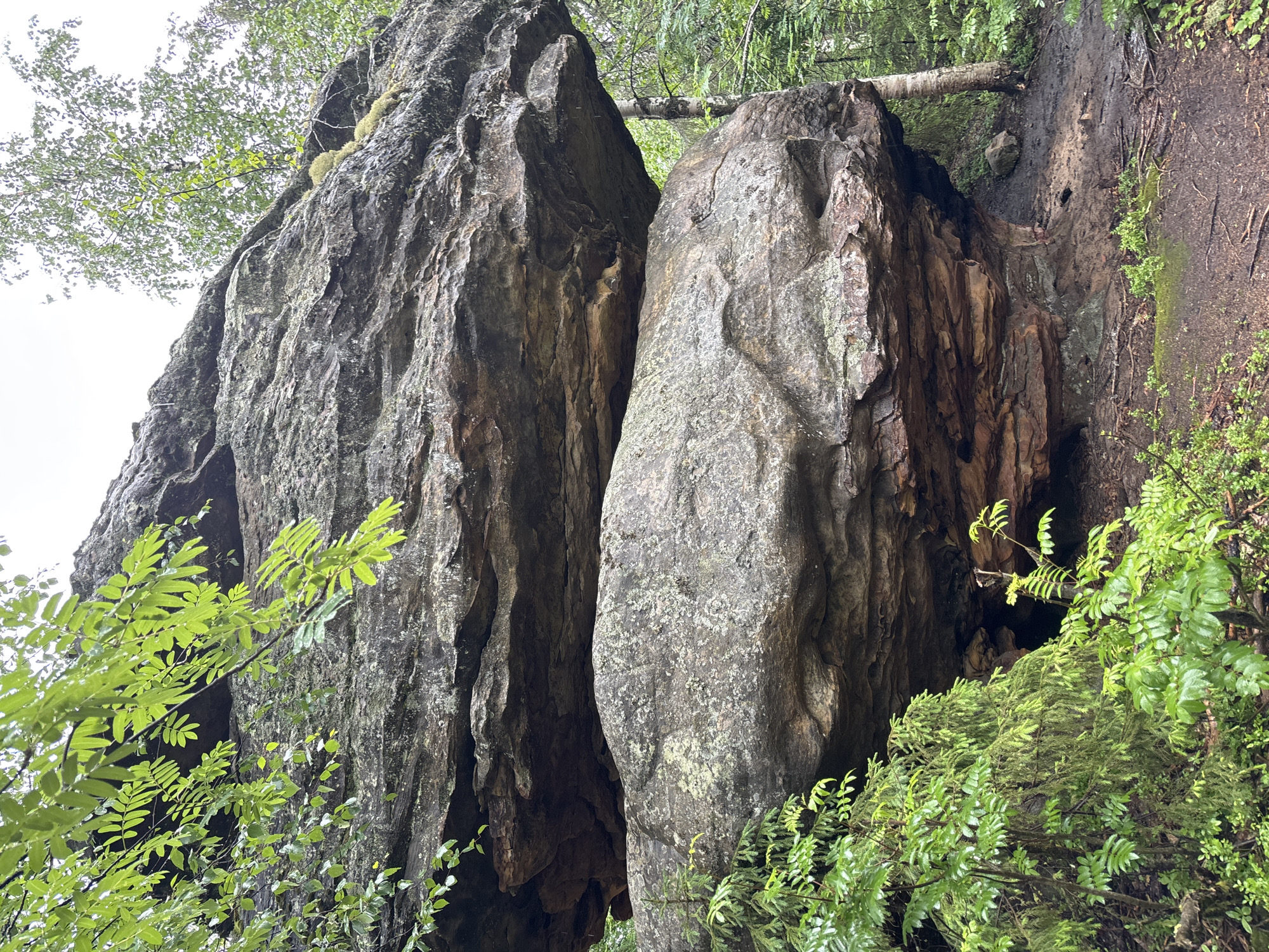 The image shows a large, layered rock formation in a forest setting. The rock is predominantly grey and brown, with some moss and lichen visible. The formation appears to be weathered, with distinct horizontal layers and some overhangs. Lush green vegetation, including trees and smaller plants, surrounds the rocks. The ground is covered with dirt and fallen leaves, suggesting a natural, outdoor environment. There is no sign of human presence in the image. The scene depicts a geological feature within a forest ecosystem. The specific location in Shumikhinskii, Russia, is not visually discernible from the image itself.
