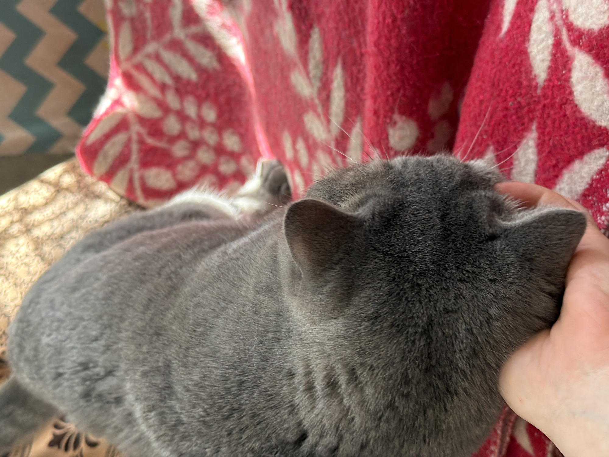 A gray cat is lying on a patterned surface, possibly a chair or sofa, with a red and white patterned blanket behind it. A person's hand is touching the cat's head. The environment is indoors. The location of the photo is unknown and not discernible.