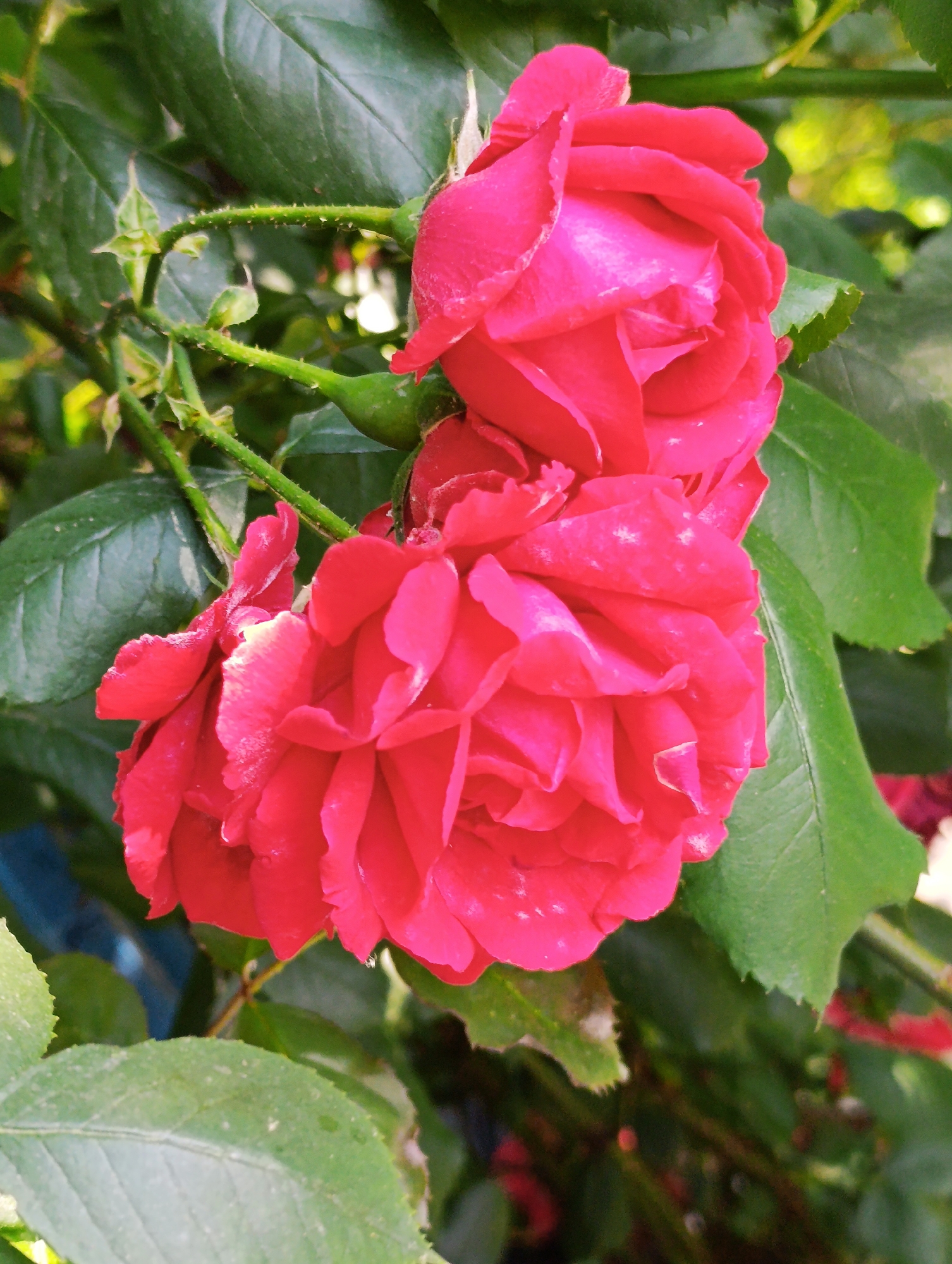 The image captures a close-up view of two vibrant pink roses with their petals unfurled, nestled amongst lush green foliage. The roses are the primary subjects, with intricate details of their ruffled petals and subtle variations in color visible. The surrounding leaves are a deep green, providing a rich contrast to the bright blooms. Hints of sunlight filter through the leaves, creating dappled lighting effects and highlighting the textures of the petals and foliage. The background is softly blurred, suggesting an outdoor garden setting. The image appears to be taken in Vashisht, India, a location known for its spiritual and natural beauty.
