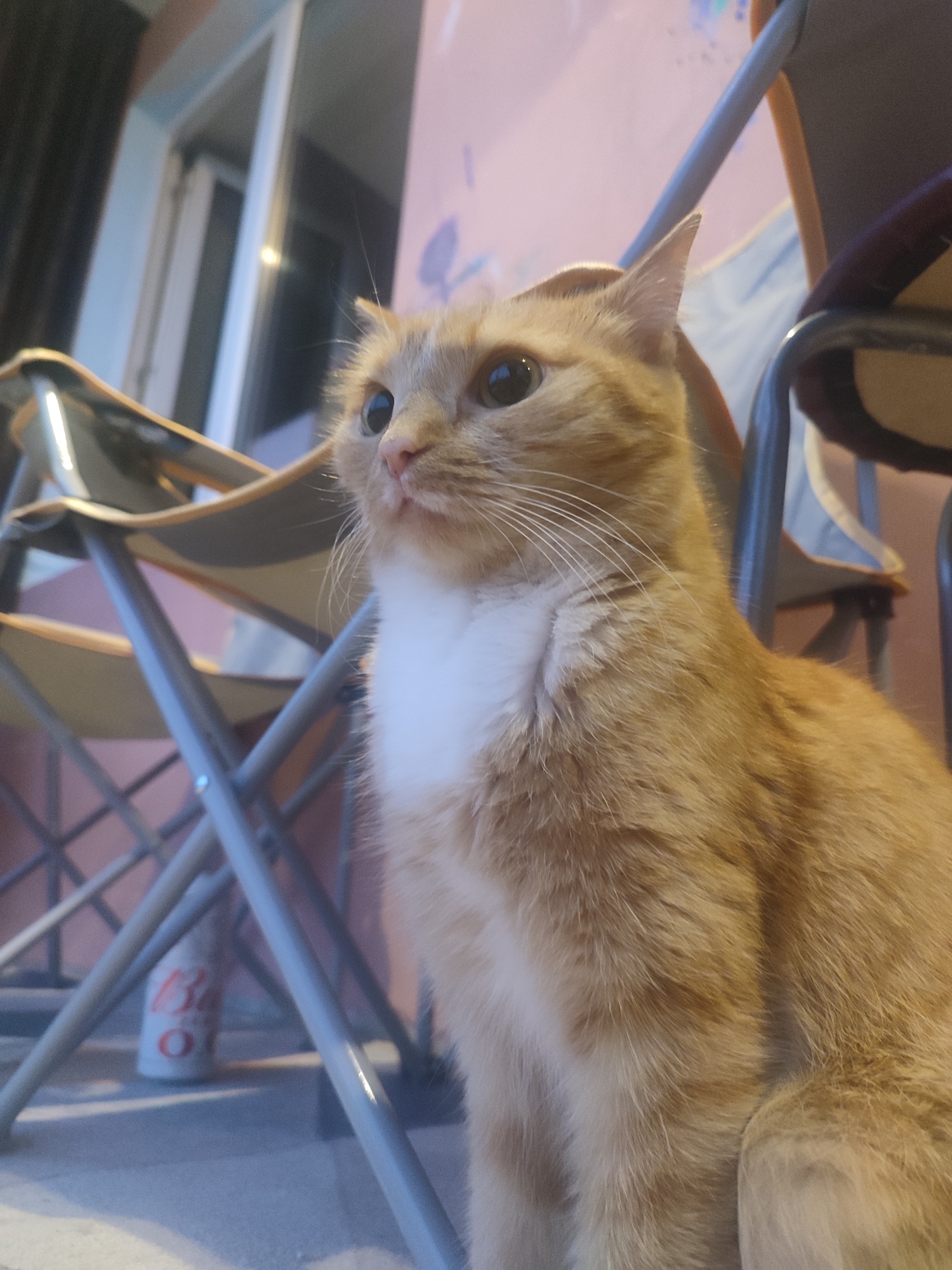 The image shows a close-up of an orange tabby cat sitting on a surface. The cat has a white chest and is looking to its left with large, dark eyes. Its whiskers are prominent. In the background, there are several metal chairs with light-colored fabric seats. The wall behind the chairs is painted a light pink color with some abstract shapes or possibly painted decorations on it. To the left of the cat, a window frame is visible. The lighting suggests it is daytime. A red and white can with visible text is partially visible between the legs of one of the chairs. The text on the can appears to be in a Cyrillic script, with "Ба" and "О" being discernible letters. The overall setting appears to be outdoors, possibly a patio or balcony, given the presence of chairs and the view of a window. The cat seems alert and curious.