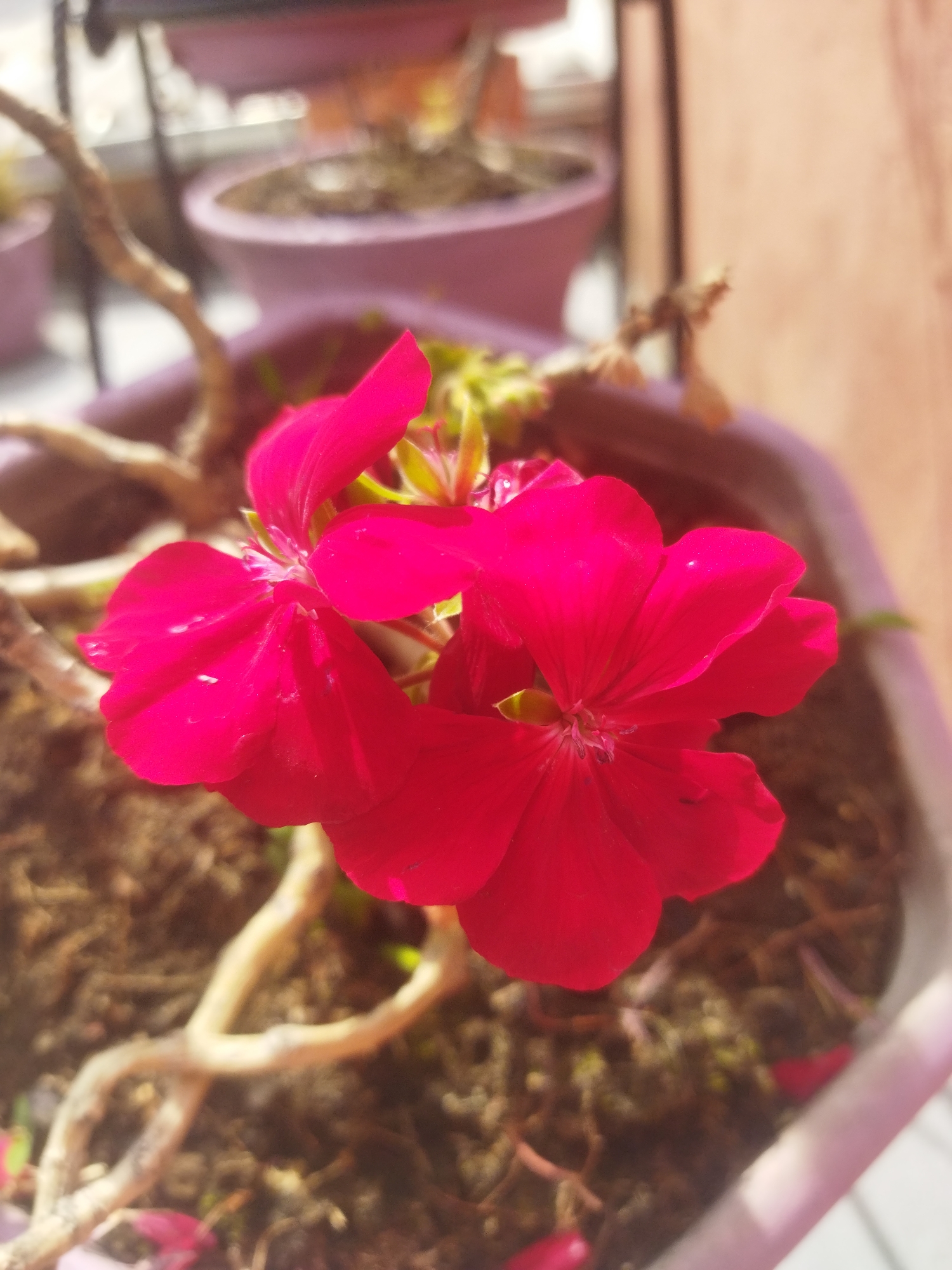 The image shows a close-up of a potted plant with red flowers. The pot is a light purple color and contains soil, some dead branches, and a few green leaves. The flowers are the main subject, featuring bright red petals. The background is blurred, showing other pots and possibly a wall or other surface. The location is Unknown, Unknown.