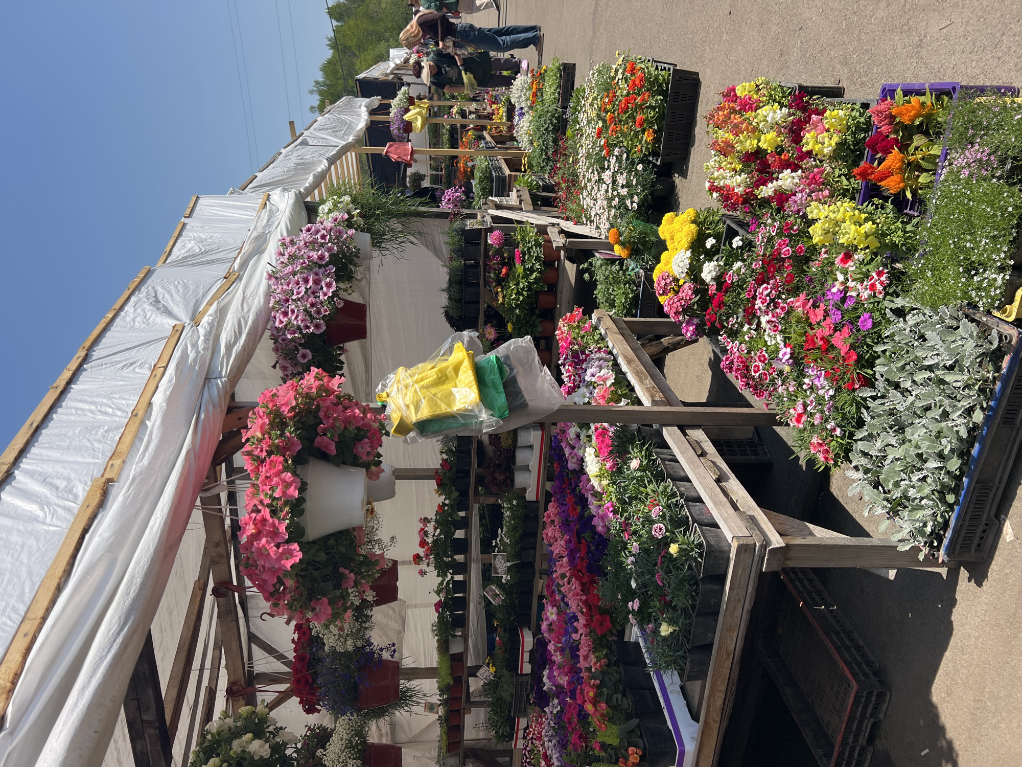 The image depicts a flower market, potentially a roadside vendor. Rows of wooden shelves and crates are filled with various potted flowers in vibrant colors – pink, red, yellow, purple, and white. The flowers are arranged in a dense display, suggesting a wide selection. A white tarp is stretched over a wooden structure, providing shade. In the background, blurred figures of people can be seen browsing the flowers. The ground is paved, indicating a roadside location or market area. Additional details such as powerlines and trees are visible. There is no indication that the location is the city of Zima Juzhnaja, Russia.
