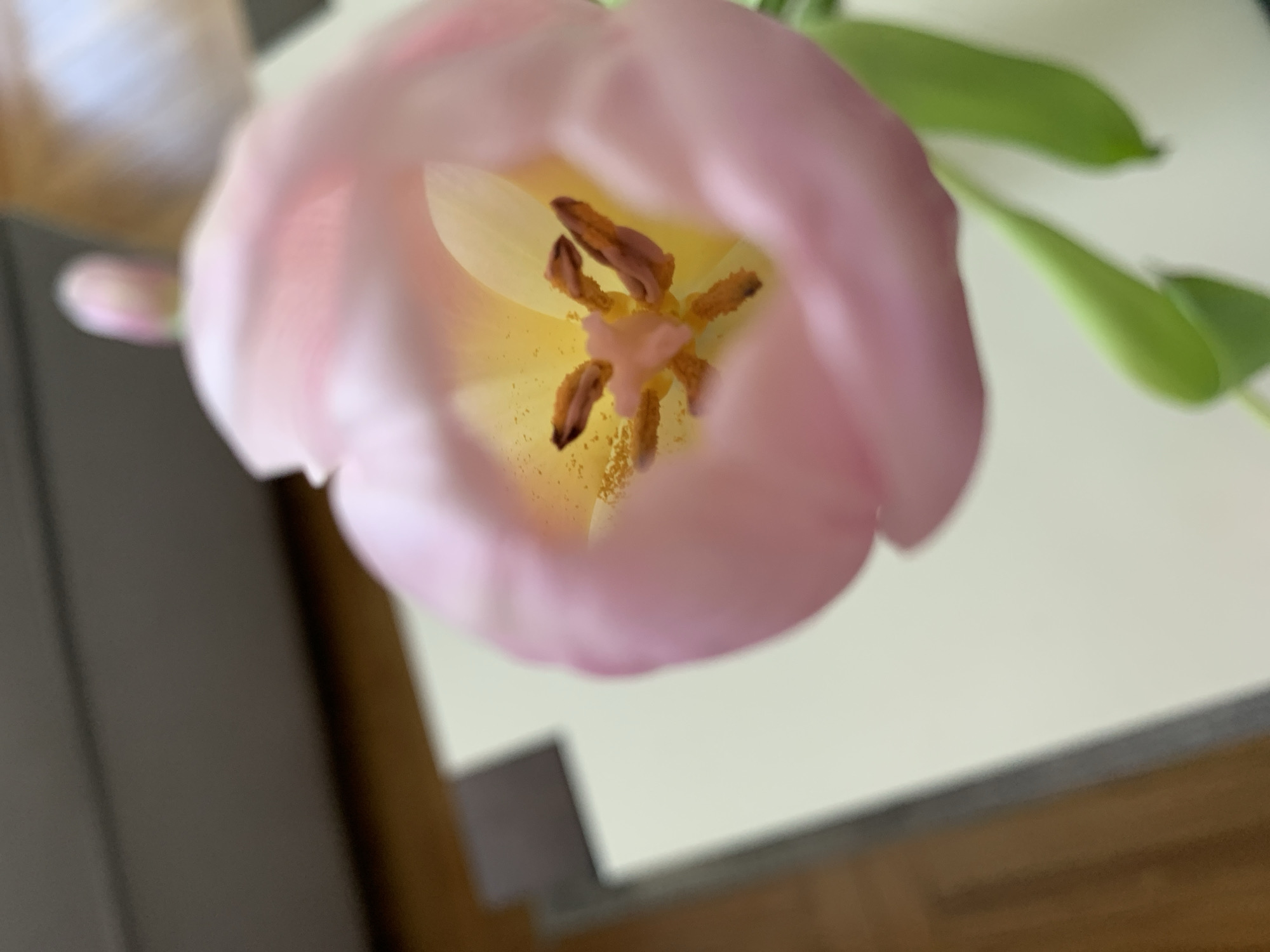 The image presents a close-up, top-down view of a single, fully open pink tulip. The primary subject is the delicate flower, with its soft, light pink petals gently unfurling. The interior of the tulip reveals a pale yellow-orange core, highlighting its reproductive structures.
Prominently visible are the stamens with their reddish-brown anthers, many of which are laden with fine, golden-yellow pollen grains, some dusting the base of the petals. The central pistil is also discernible, colored a muted pinkish-yellow. A few vibrant green leaves are partially visible in the blurred background towards the upper right, indicating the stem or other foliage of the plant.
The flower is positioned above a flat, light-colored surface, likely a table or counter, which extends across the lower and middle-right portions of the frame. The remainder of the background consists of soft, out-of-focus areas with varying shades of brown and grey, suggesting other indoor elements like furniture or walls. The lighting appears soft and natural, indicative of daytime. No specific activity is taking place; it is a still life. No text is visible in the image. The scene is set indoors in the Vozdovac Urban Municipality, Serbia.