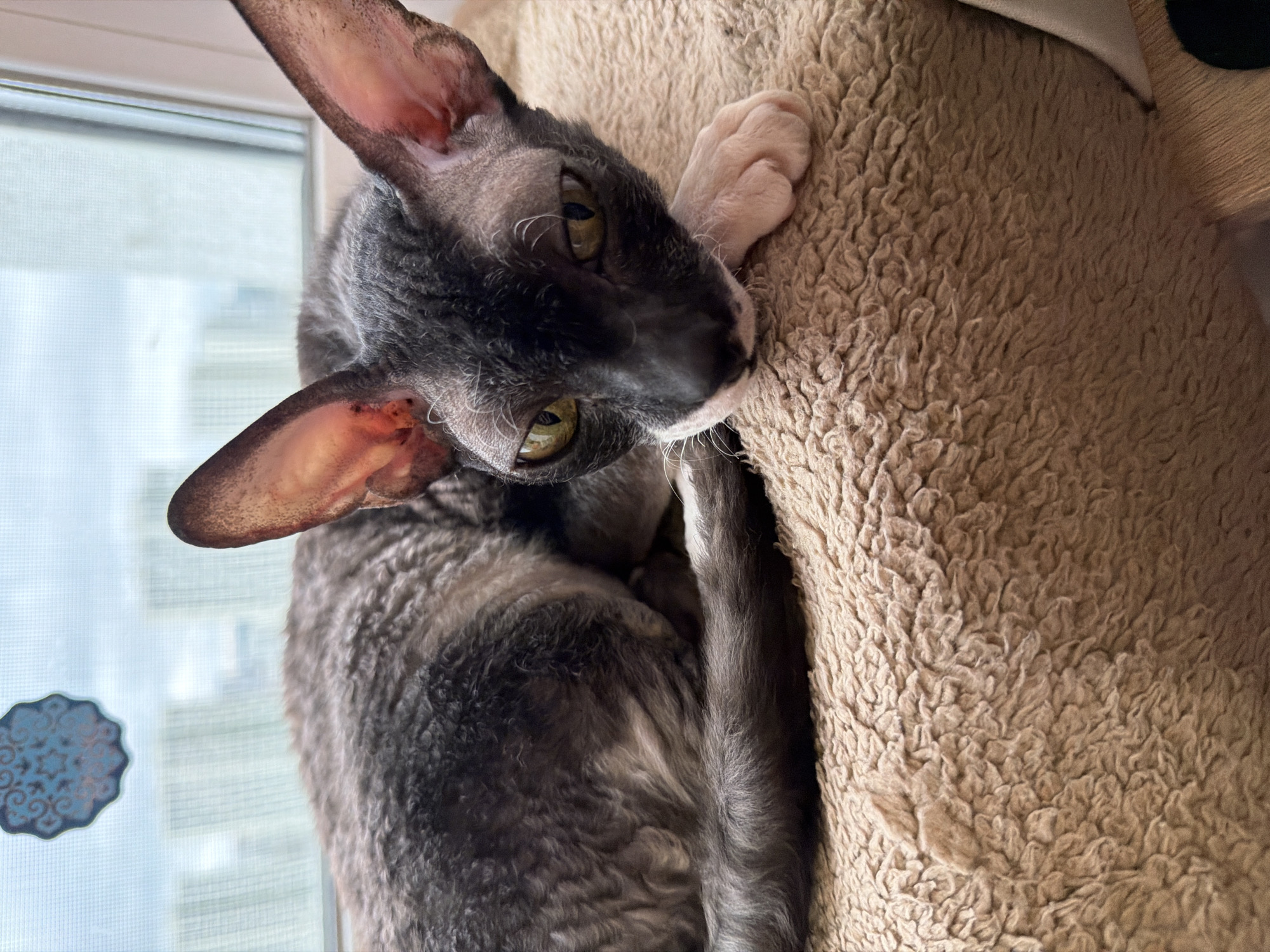 A grey Cornish Rex cat with curly fur and large ears rests on a brown textured surface, likely a blanket or cushion. The cat's head is turned towards the viewer, with its green eyes looking forward. Its body is curled, with its tail wrapped around itself. The background shows a window with a light blue sky and a blurry view of buildings. A small blue decorative element is visible on the window. The scene appears to be indoors, possibly in an apartment in Yekaterinburg, Russia, given the visible urban skyline.