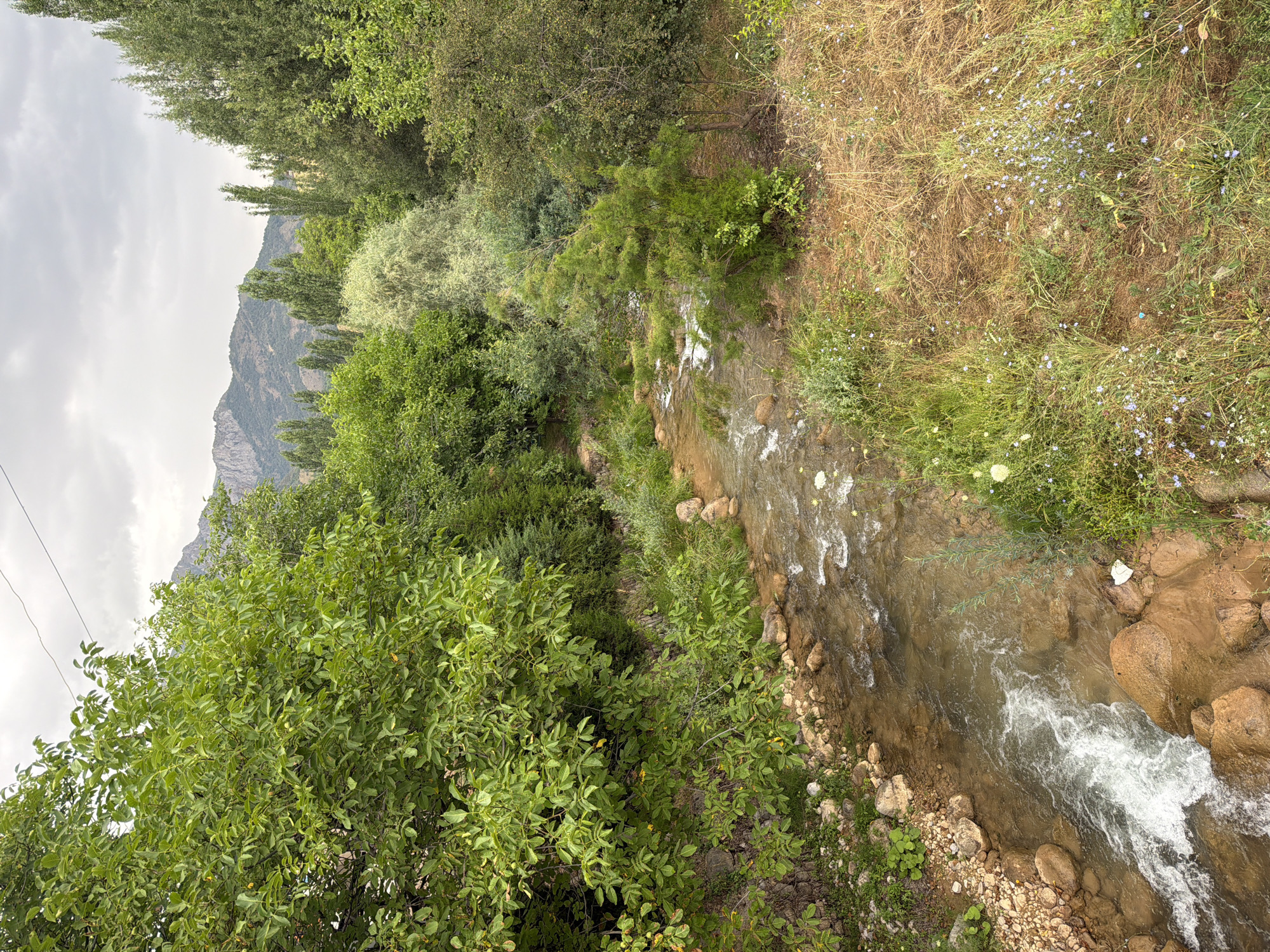 The image shows a natural scene with a focus on a flowing stream and surrounding vegetation. On the left, a large tree with lush green leaves dominates the foreground, its branches extending over the stream. The stream itself is shallow and clear, with visible rocks on its bed and along its banks. The water is moving, creating white ripples and small cascades.
To the right of the stream, the terrain is covered in dry grass and interspersed with small green plants and blue wildflowers. Further into the background, dense foliage of various trees and shrubs creates a verdant wall, with some taller, slender trees appearing in the distance. Beyond the trees, a mountainous landscape is visible under a cloudy sky.
The scene suggests a natural, possibly rural or mountainous, environment, consistent with the description of the city of Khumsan, Uzbekistan, which is known for its mountainous terrain and natural beauty. There are no people or animals visible in the image, and no discernible man-made structures other than possibly a faint wire running across the top of the frame. The overall impression is one of tranquility and natural abundance.