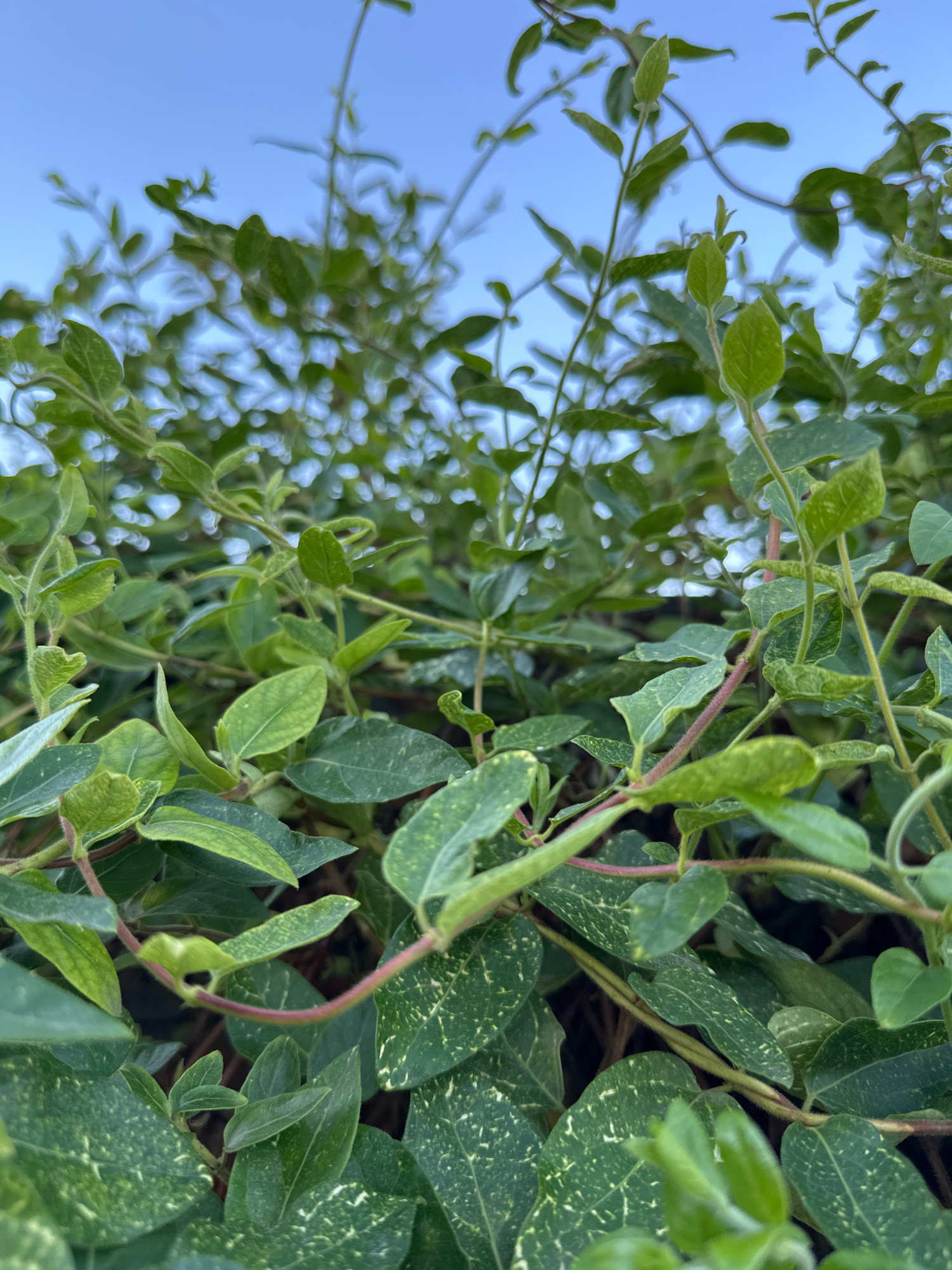 The image shows a close-up view of green foliage against a bright blue sky. The leaves are of varying shades of green, with some exhibiting a mottled or speckled pattern of lighter green or white. The stems are thin and appear to be reddish-brown, with some twisting and intertwining. The vegetation is dense and appears to be a climbing plant or bush. The background shows a clear blue sky, suggesting an outdoor setting during daylight hours. The location is identified as Blizhnii Khutor, Moldova. There are no people or animals visible in the image. The scene is static and focuses entirely on the natural elements of the plants and the sky.