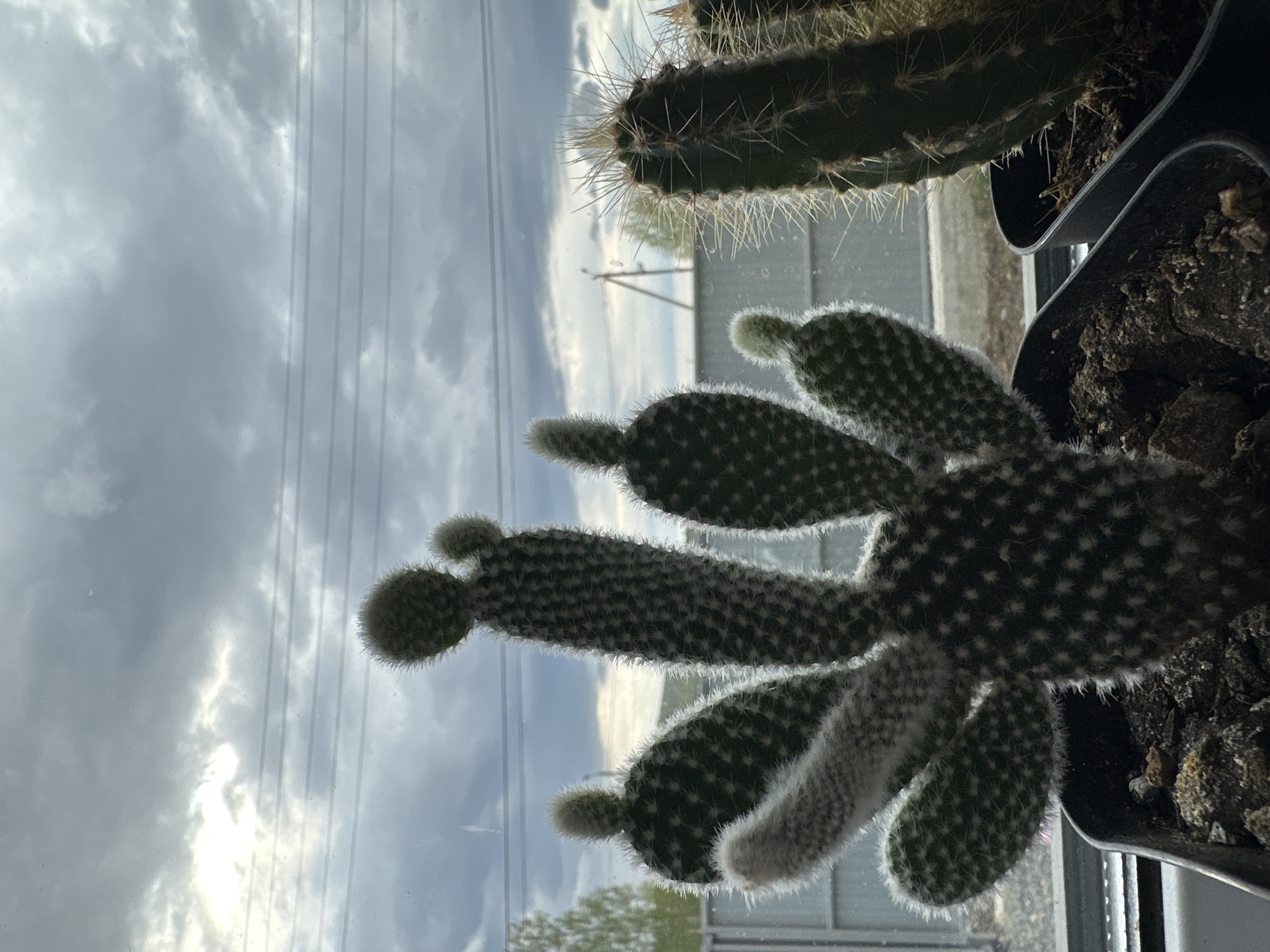 A close-up shot, seemingly taken from indoors, features a pair of potted cacti positioned against a window. The dominant plant is a bunny ear cactus, its segments covered in white glochids. Above it and to the side is another cactus, longer and with sharp spines, also in a black pot.
Beyond the window, the scene reveals a cloudy sky with visible power lines stretching horizontally. A glimpse of what appears to be a distant tree and building is visible near the horizon. The overall lighting suggests a cloudy or overcast day. The location is Unknown, Unknown.