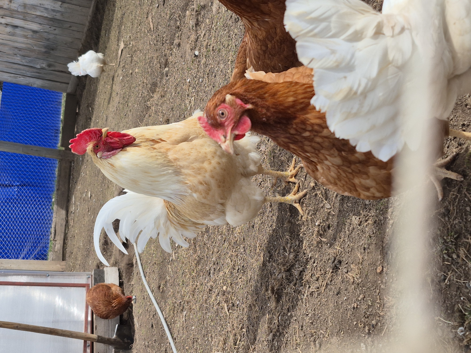 The image depicts a group of chickens in a farmyard. A rooster with light brown and white feathers stands prominently in the foreground, with its red comb and wattles clearly visible. Another hen with brown feathers is seen beside the rooster, seemingly interacting with it. A white chicken stands behind them. In the background, a small white chick can be seen. Near the edge of the frame, there's another brown chicken. The ground is covered with dry grass and dirt. A structure with blue mesh and a transparent panel are also visible, suggesting a chicken coop or shelter. There is no indication this is in the city of Дойная, Russia.