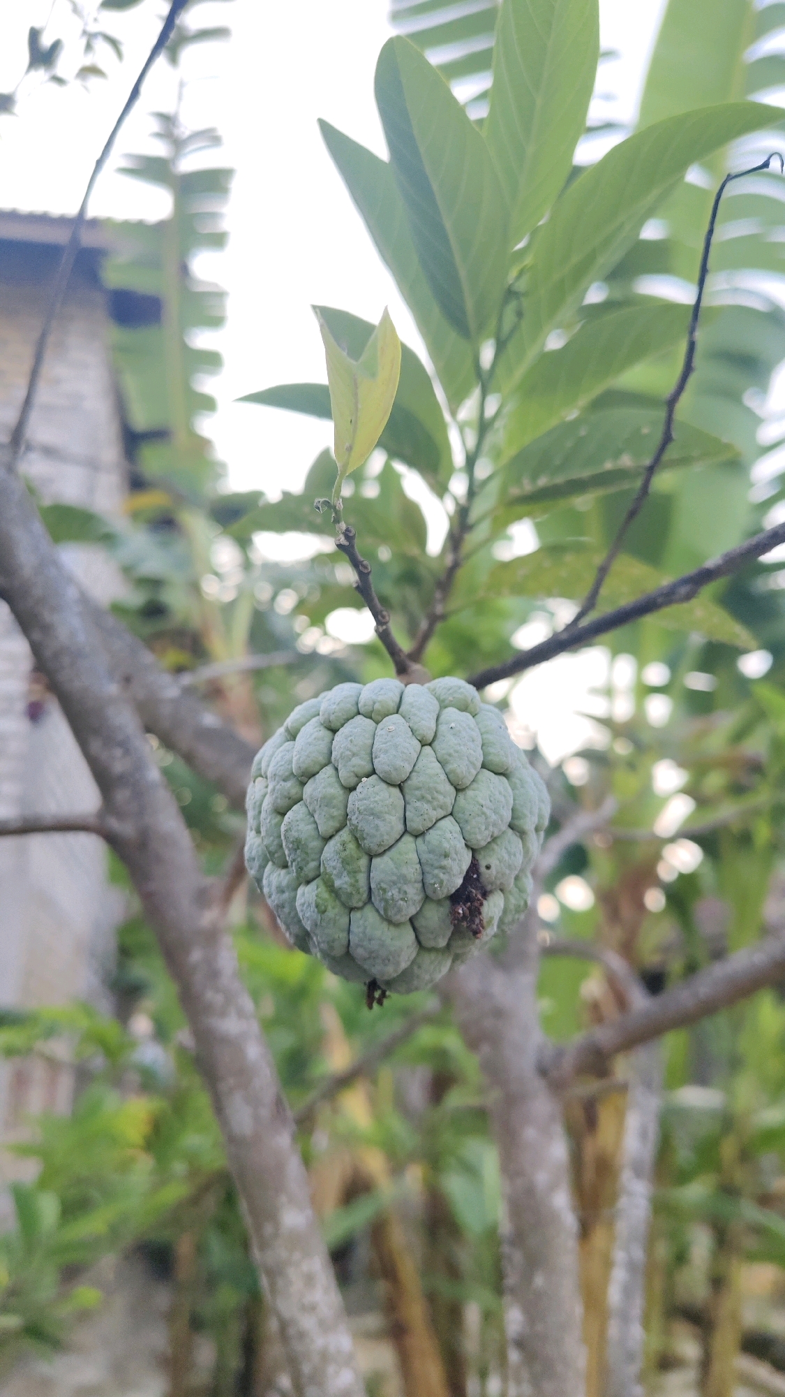 A custard apple fruit hangs from a branch of a tree in the city of Galis, Indonesia. The fruit is round and bumpy, with a light green skin. It is surrounded by green leaves and branches. The background is blurred, with hints of a building and other foliage. The image is taken in natural light, likely during the daytime. There are no people or animals visible in the image.