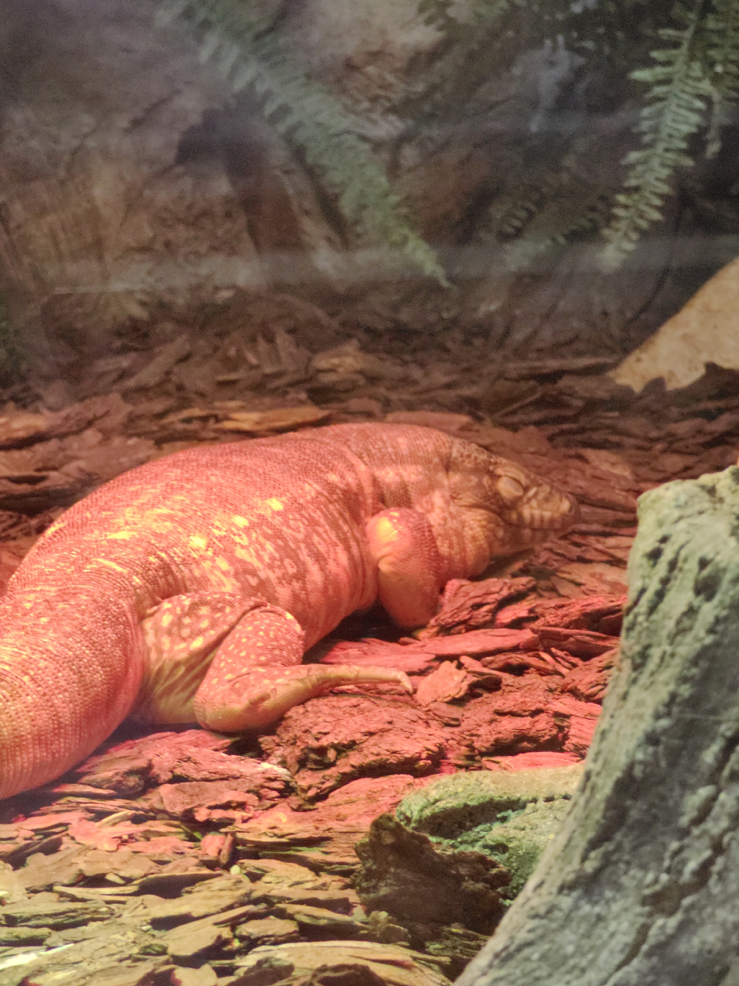 The image shows a large lizard resting on a bed of wood chips. The lizard is an orangey-red color with yellow speckles and appears to be sleeping or resting with its eyes closed. Its body is thick and scaly, and its legs are tucked underneath it. The lizard is positioned on the left side of the frame, facing to the right.
The background consists of a rocky, textured surface with some plant life, possibly ferns, visible in the upper portion of the image. The lighting in the scene is warm, with a reddish hue, suggesting artificial lighting, perhaps for a terrarium or exhibit. The ground is covered in dark, rough wood chips and some scattered stones, creating a naturalistic habitat for the reptile. A large, moss-covered rock is prominent in the foreground on the right side of the image.
The overall impression is one of a peaceful, resting animal in a carefully constructed enclosure. There is no visible text in the image. The time of day and weather are not discernible from the image itself.
