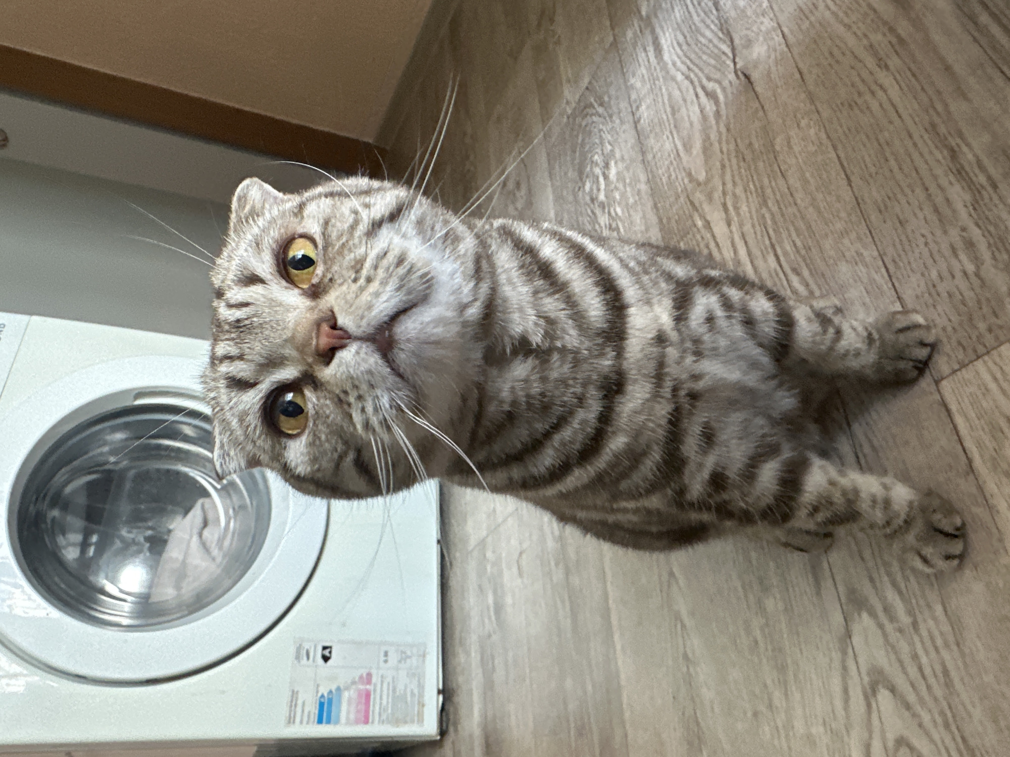 A gray and brown tabby cat with yellow eyes stands on a light brown wooden floor. To the left of the cat, a white washing machine is visible. The cat is looking up at the camera. The location is inside a room in an unknown city.