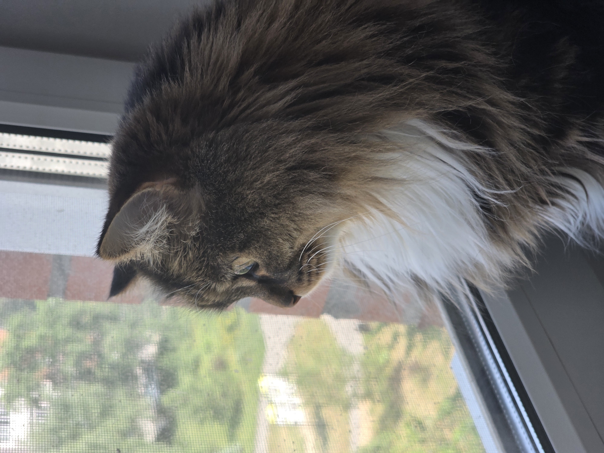 A long-haired tabby cat with white fur around its neck is perched on a windowsill, looking out a window with a screen. The cat is mostly in profile, with its head turned to the left. Its fur is brown and black, with lighter brown and white markings. The background outside the window is blurred, showing greenery and some buildings, suggesting an urban or suburban setting. The windowsill is white, and part of a brick wall is visible to the right of the window. The image appears to be taken indoors.