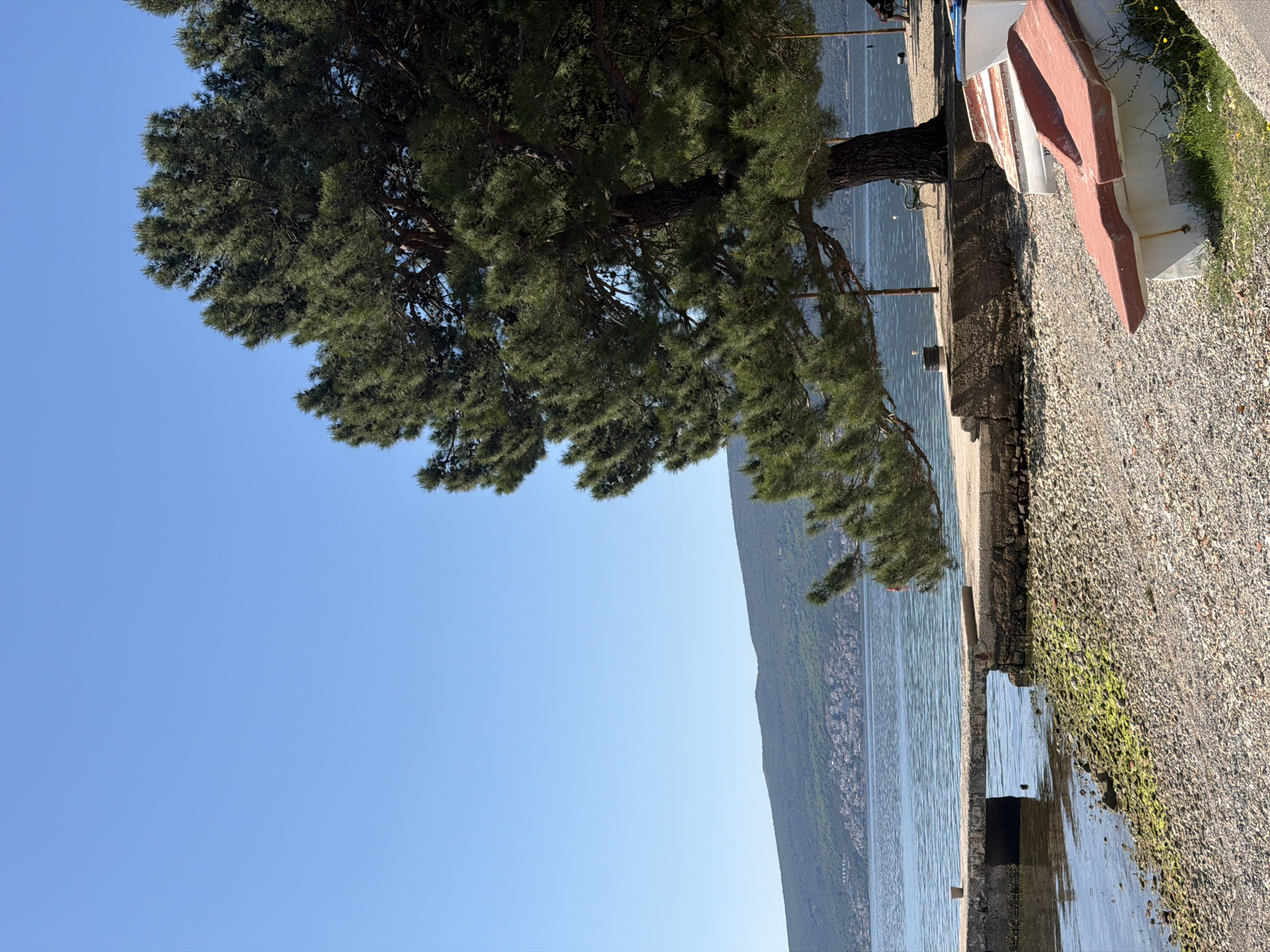 The image shows a waterfront scene in Bijela, Montenegro. The scene includes a mature pine tree dominating the left side of the frame, with its branches extending towards the clear blue sky. Below the tree and to the right, a paved embankment with a rough pebble surface is visible. A small, overturned rowboat with red trim sits on the embankment. Further to the right, a patch of green vegetation grows along the edge of the pavement. The water, calm and blue, stretches towards a distant, tree-covered mountain range. In the distance small towns or cities dot the edge of the water.