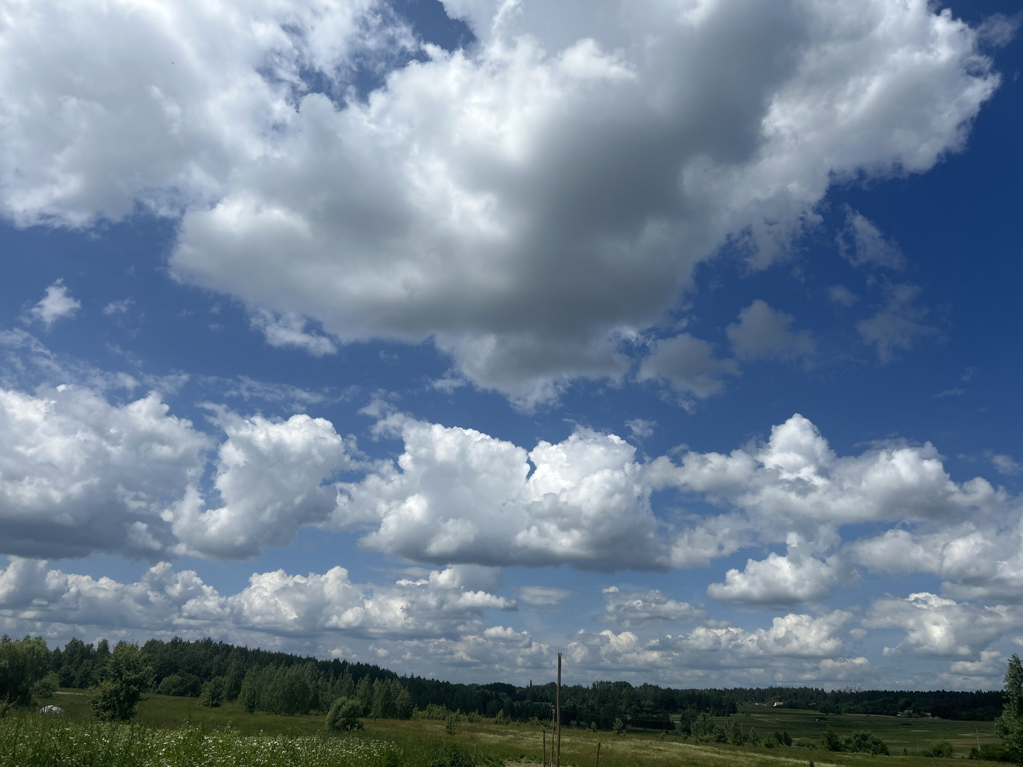 This image depicts a rural landscape in the village of Vyshevychi, Ukraine, under a bright blue sky filled with fluffy white cumulus clouds. The foreground features a field of green grass with scattered white wildflowers. A thin, unpaved path or track extends into the field. In the middle ground, a dense line of green trees forms a horizon. Beyond the trees, faint structures of buildings can be discerned in the distance, suggesting a settlement. The overall atmosphere is one of a clear, sunny day in the Ukrainian countryside.