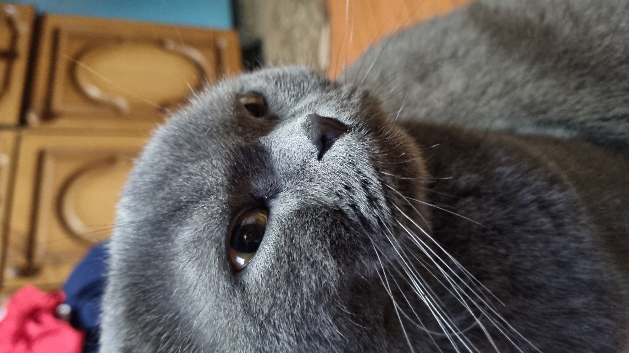 A close-up, eye-level, indoor shot features a gray Scottish Fold cat's face, looking to the right of the frame. The cat has amber-colored eyes, a dark gray nose, and long white whiskers extending from its muzzle. The fur is short and dense. In the background, a blurred wooden cabinet with carved details is visible, along with a hint of a blue wall. The floor appears to be made of light-colored wood. The image is taken in a domestic setting, with no indication of the specific location in Vysokoe, Russia.