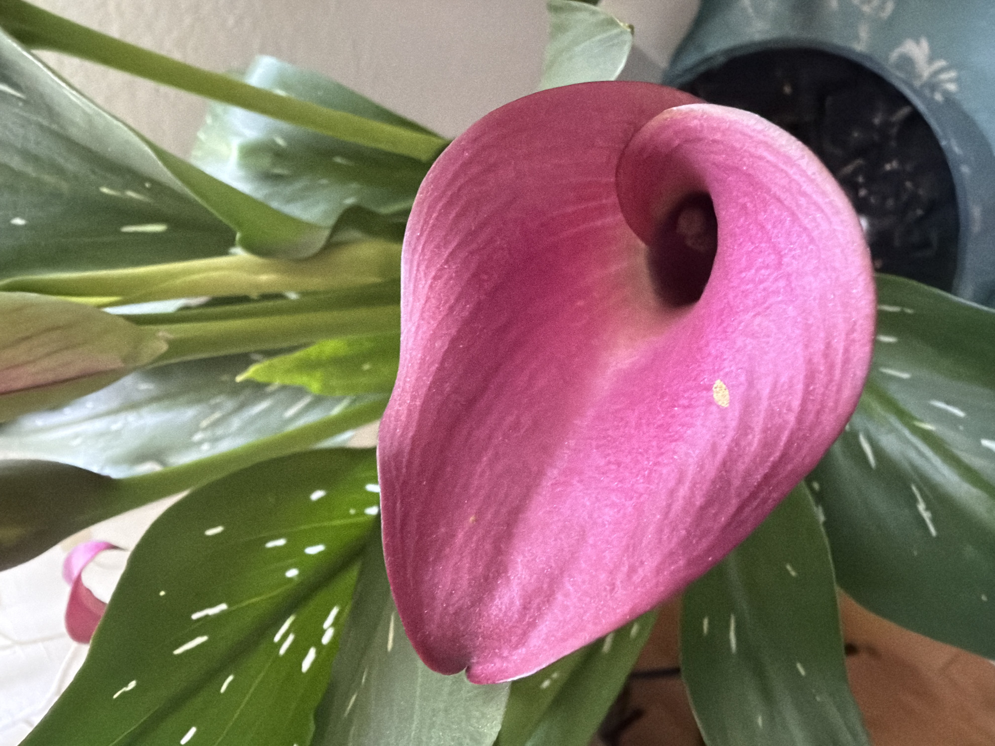 A close-up, overhead shot features a vibrant pink calla lily bloom with a distinctive trumpet shape. The bloom is the central focus, with its smooth, waxy petals curving inwards towards a dark, hollow center. Surrounding the flower are lush green leaves, speckled with small white dots. The leaves are broad and pointed, with visible veins. In the background, a muted light source illuminates the scene, casting soft shadows. The plant appears to be potted, with a glimpse of a teal-colored pot visible at the bottom right of the frame. The overall impression is one of natural beauty and botanical detail.