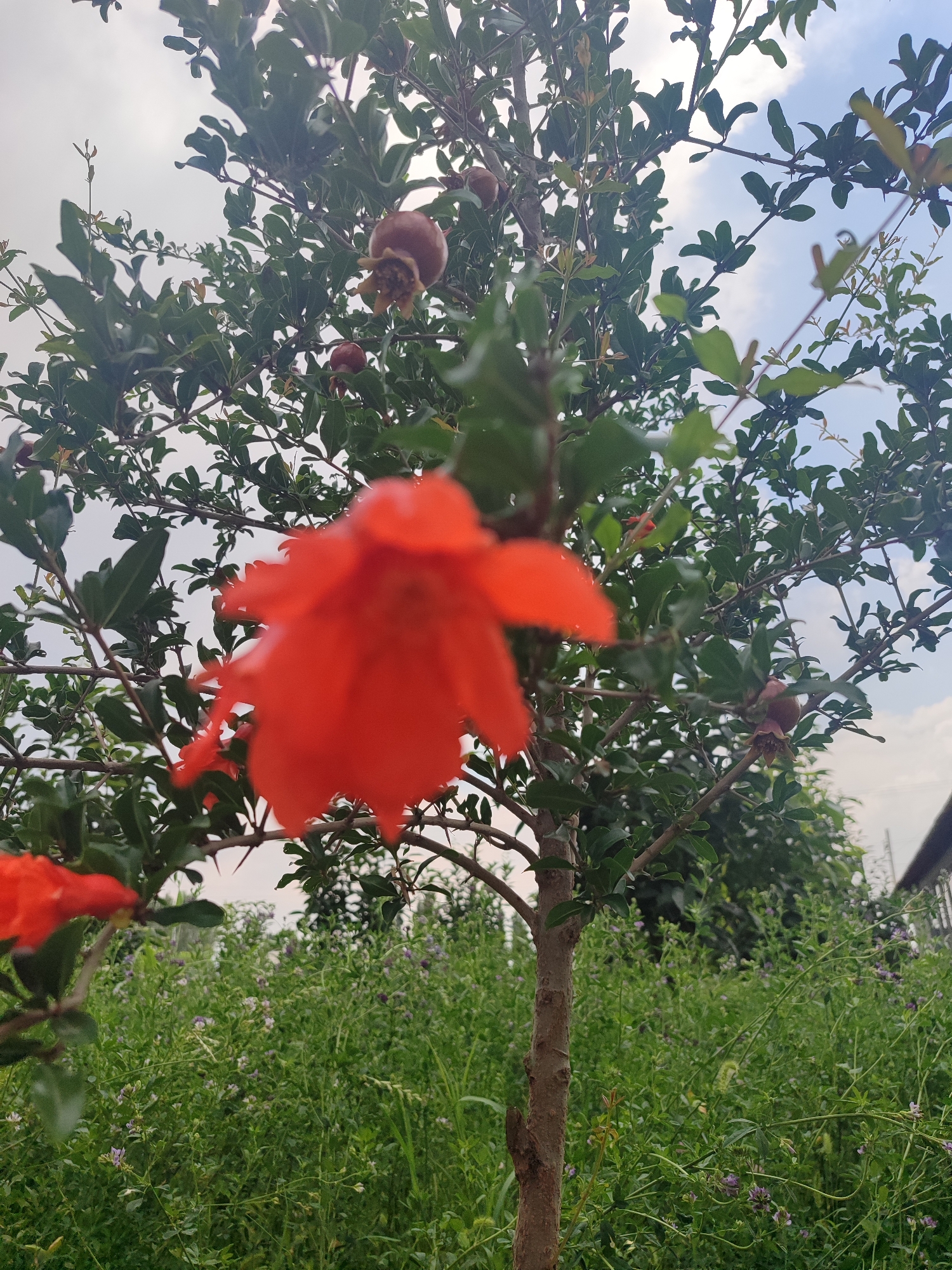 A close-up, outdoor, eye-level shot captures a pomegranate tree with bright red flowers and developing fruit against a slightly overcast sky. The foreground is dominated by a large, out-of-focus red flower, suggesting it's part of the same tree. To the left, another partially visible red flower is also in the foreground. The mid-ground showcases the pomegranate tree's green leaves, branches, and several small, developing pomegranates. In the background, a dense field of green vegetation with scattered small purple flowers extends to the right, where a sliver of a building is visible. The scene is set in an outdoor environment.